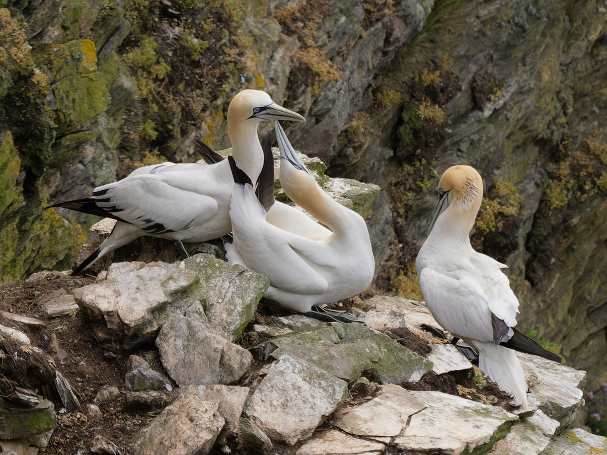 Northern Gannets