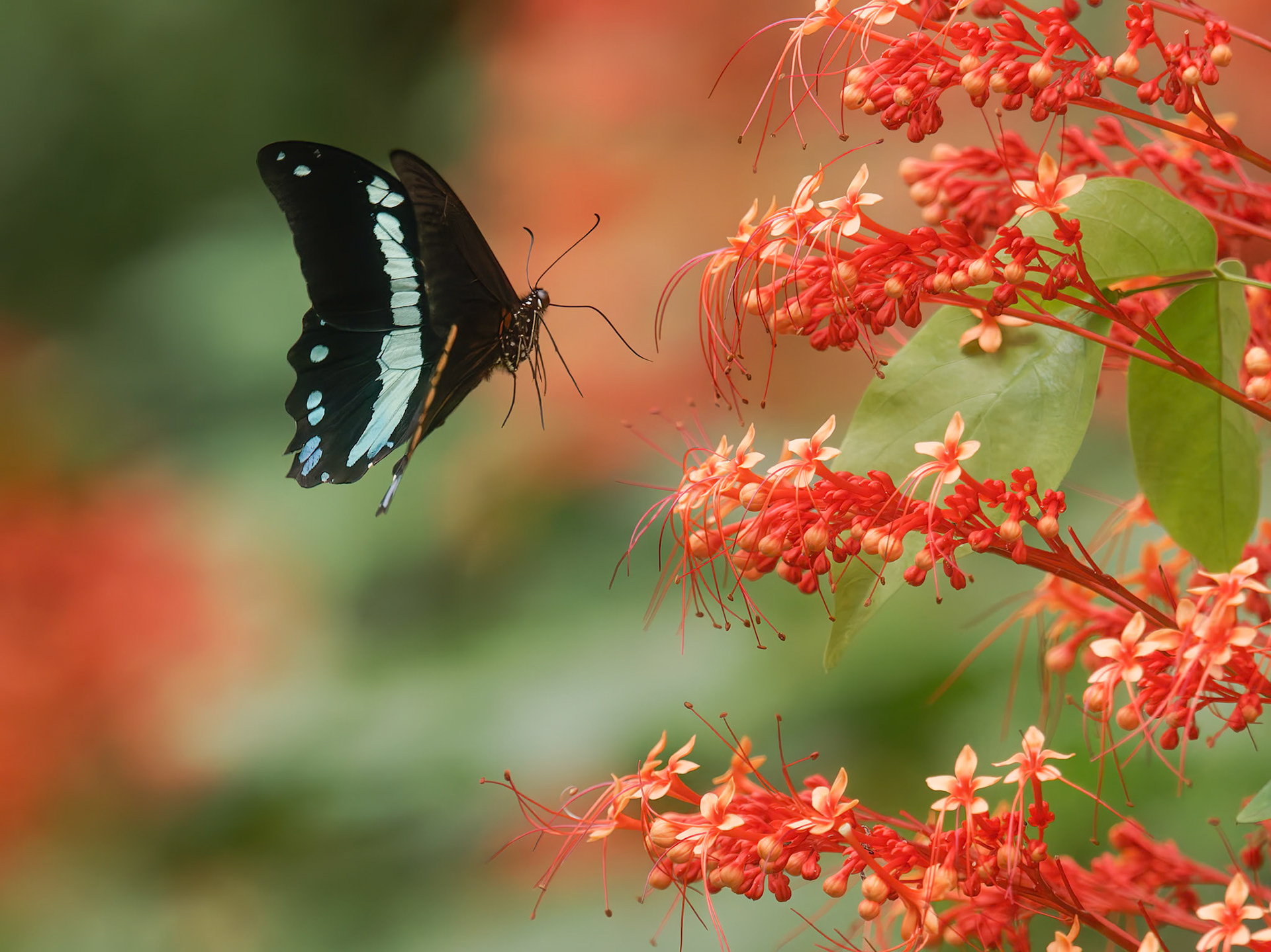 Narrow bordered Green Swallowtail, Papillo nireus