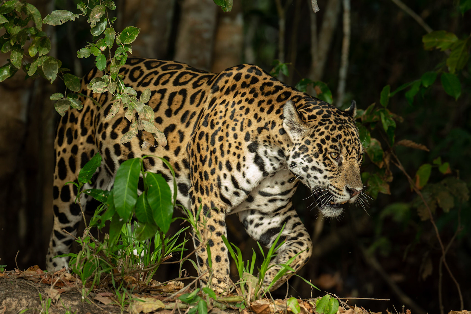 Jaguar (Panthera onca)