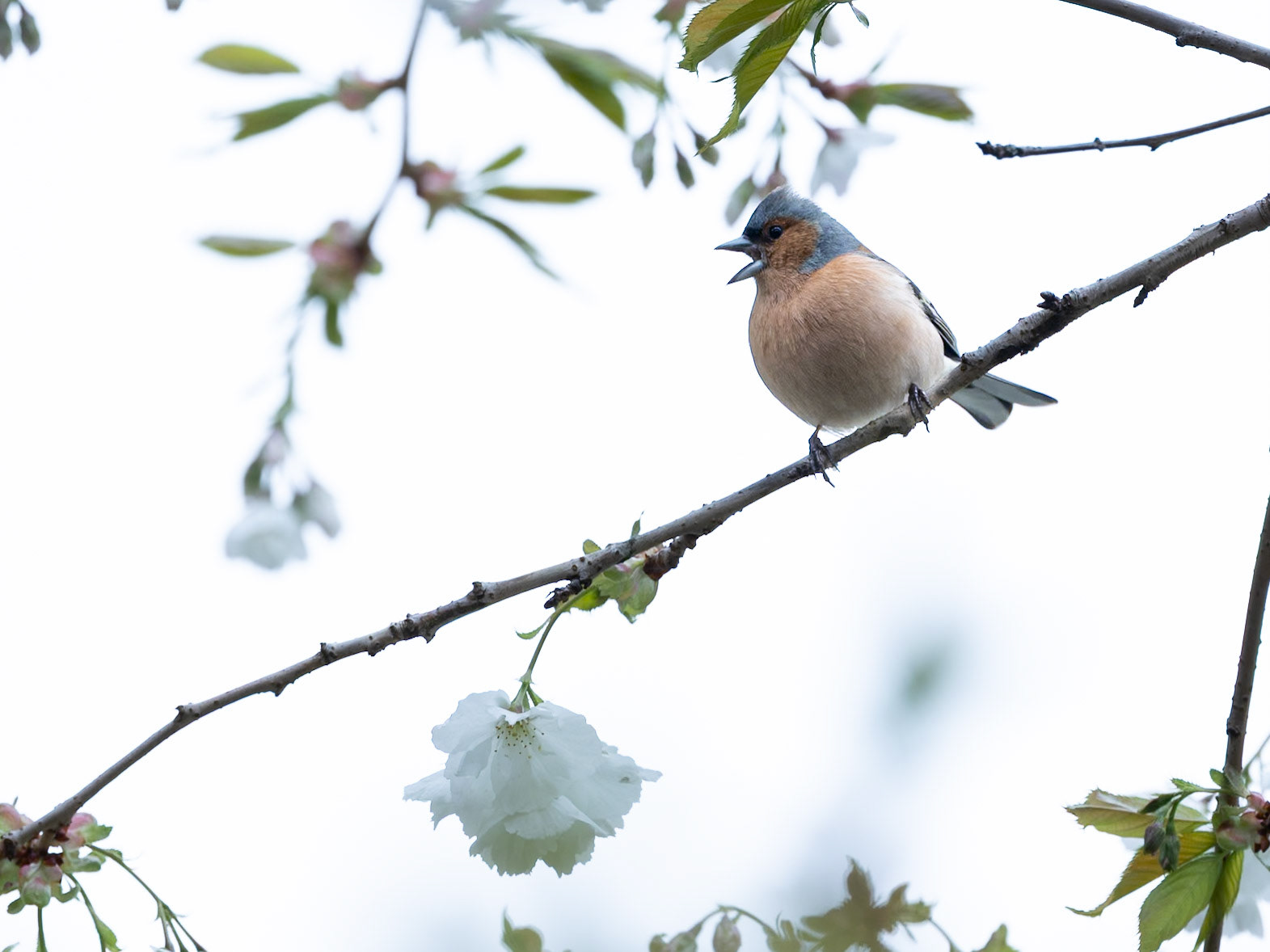 Male Chaffinch
