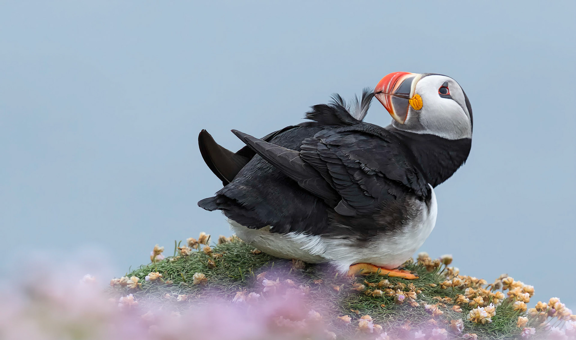 Atlantic puffin (Fratercula arctica) preening