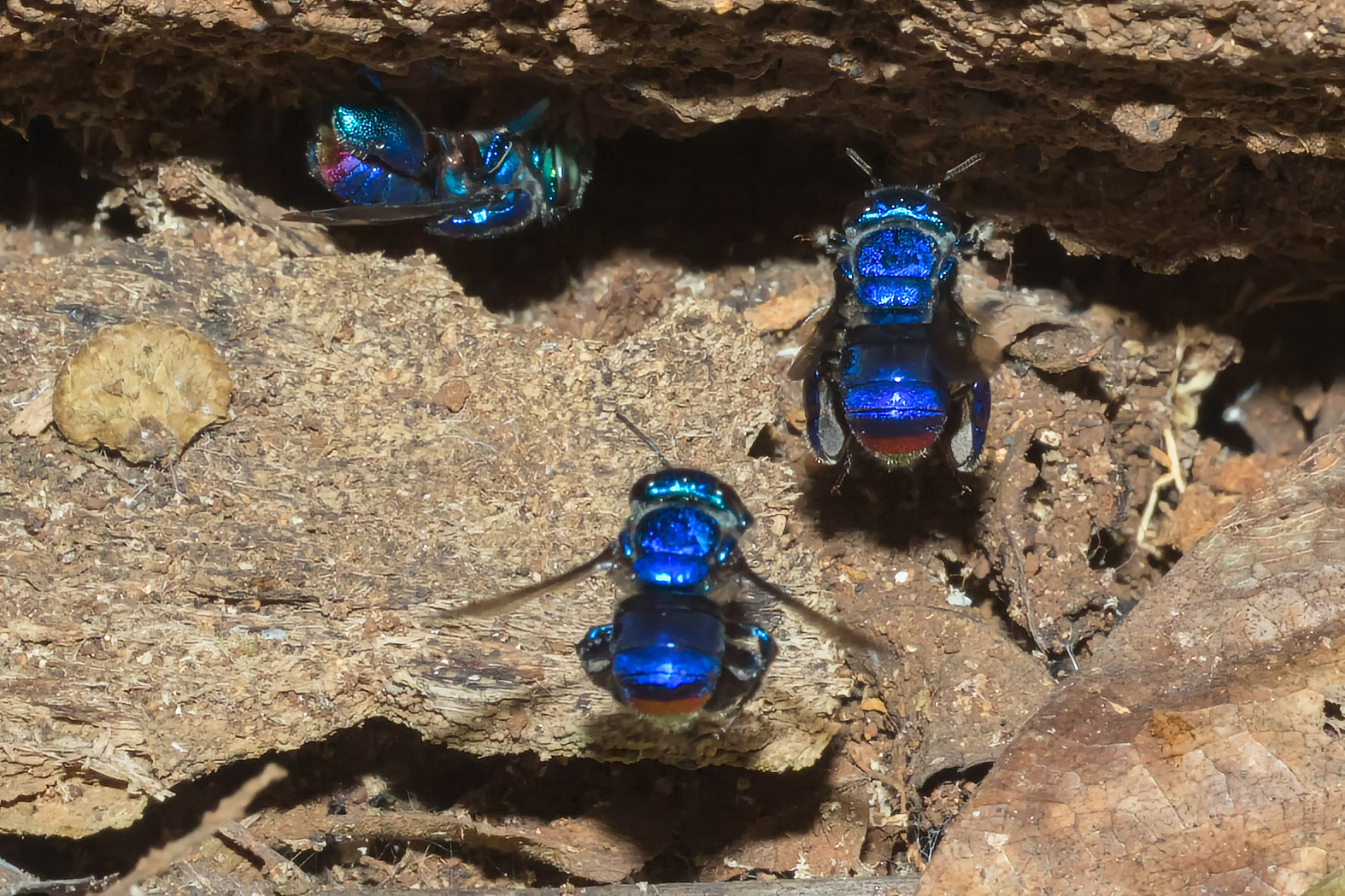 Orchid Bees collecting mud