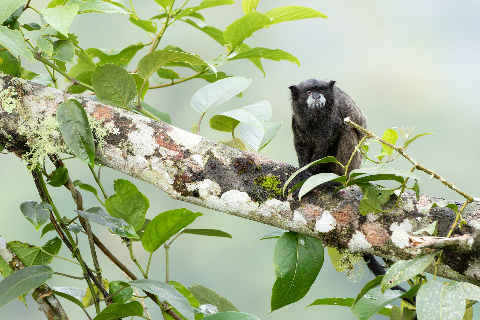 Black Mantled Tamarind