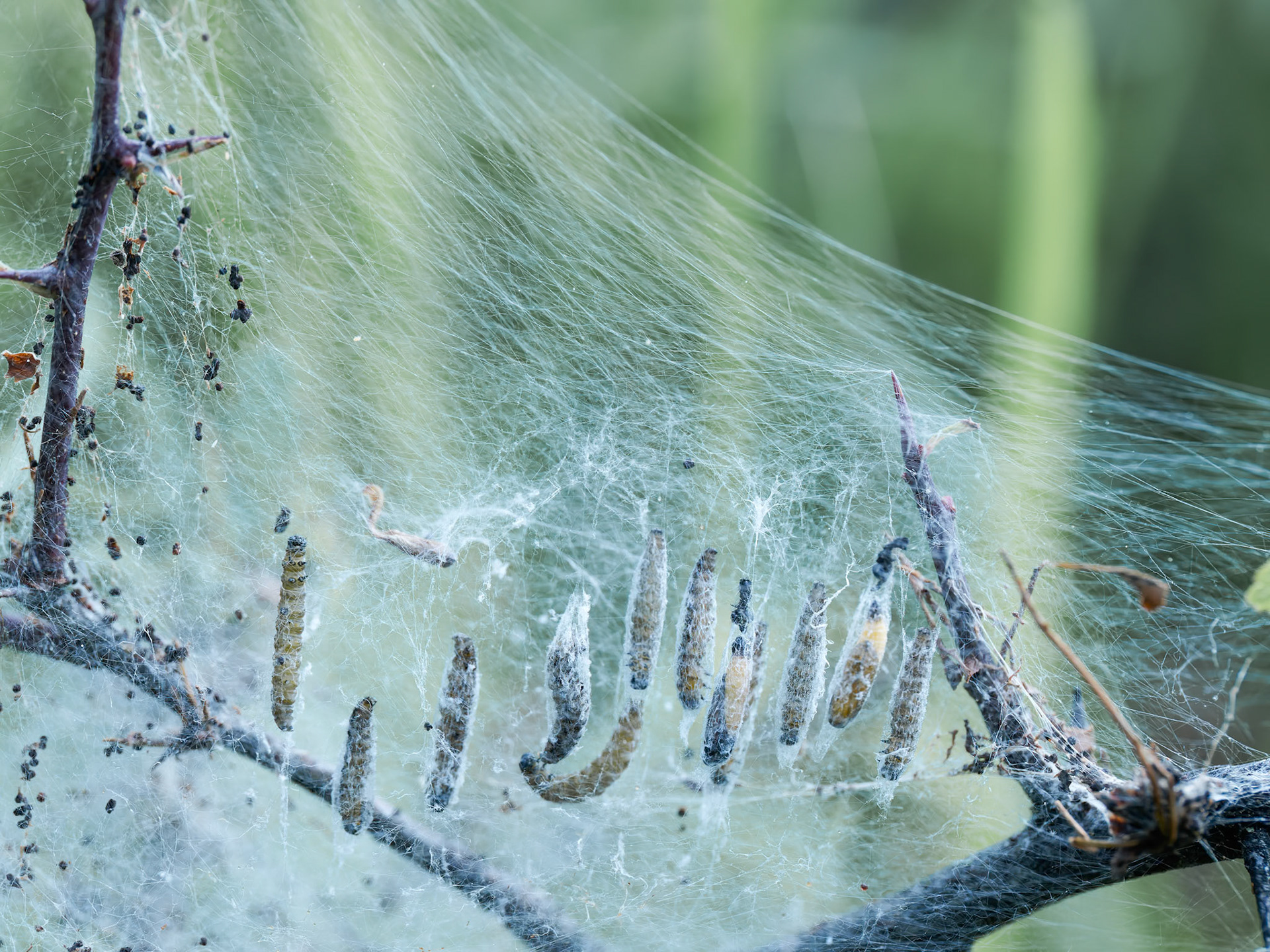 Caterpillars protected by web