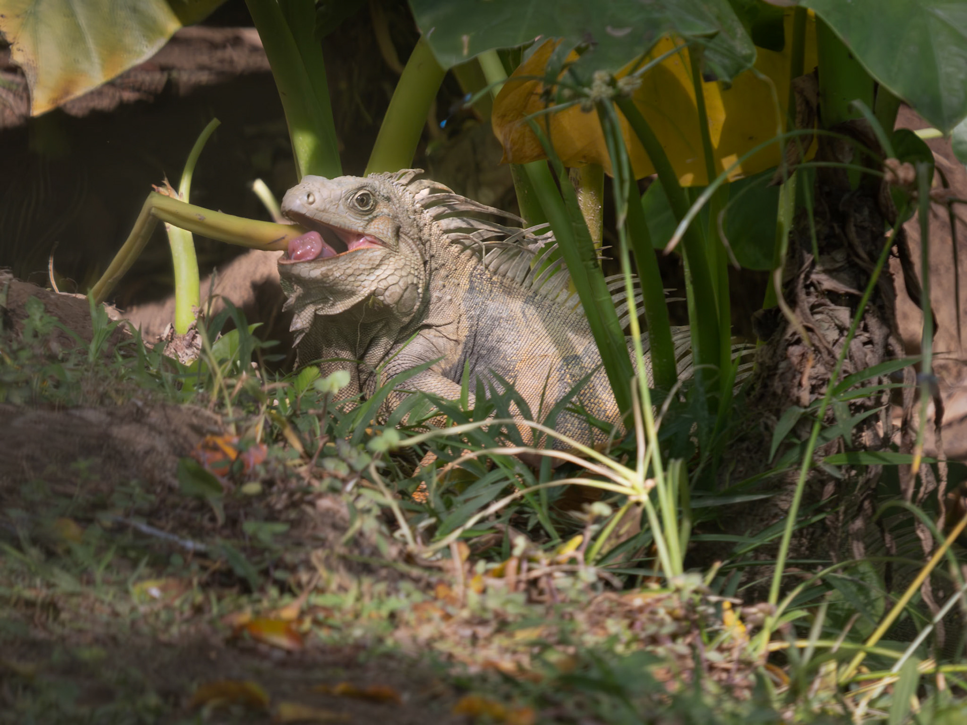 Iguana Eating