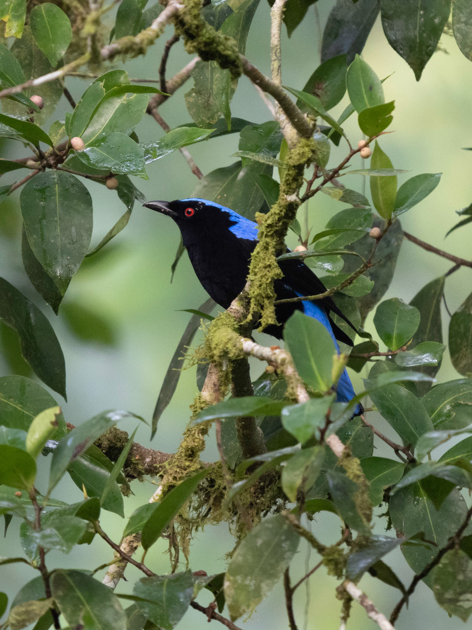 Asian Fairy Bluebird