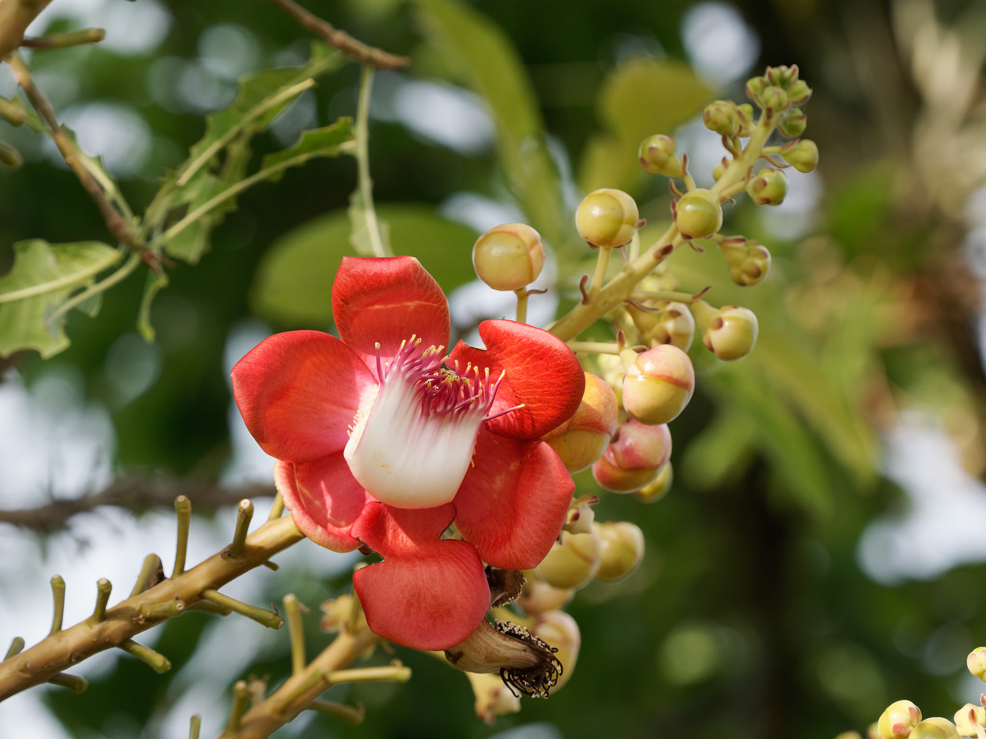 Flower of Cannonball Tree