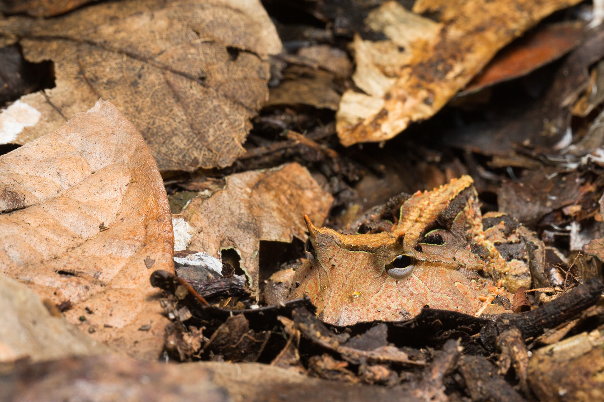 Amazonian Horned frog, (Ceratophrys cornuta)