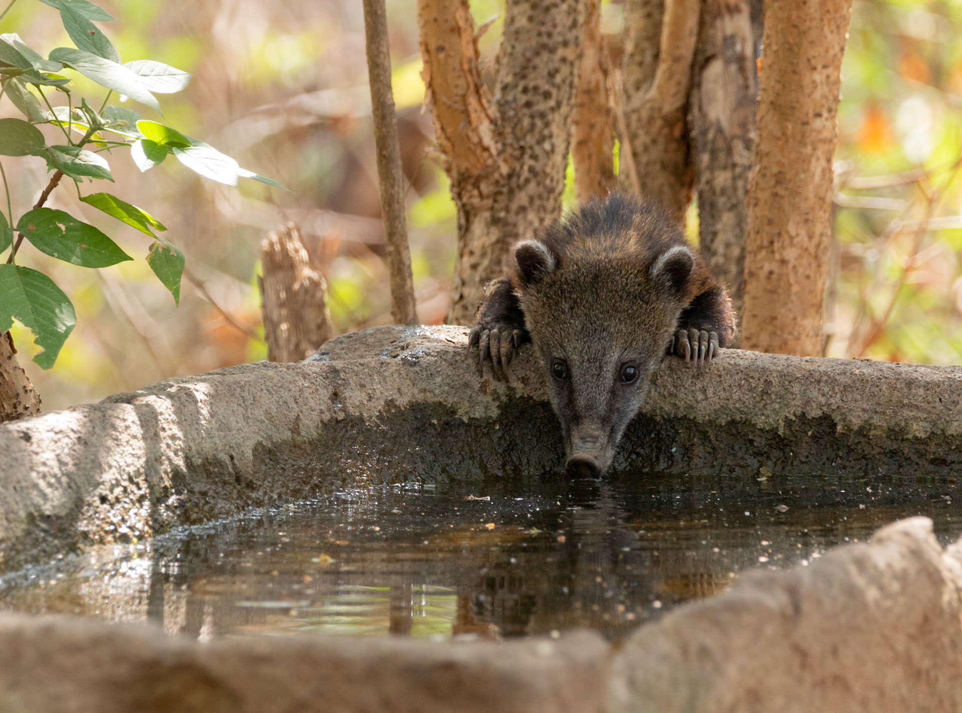 In the Dry Forest water is put out for animals. Coati drinking.