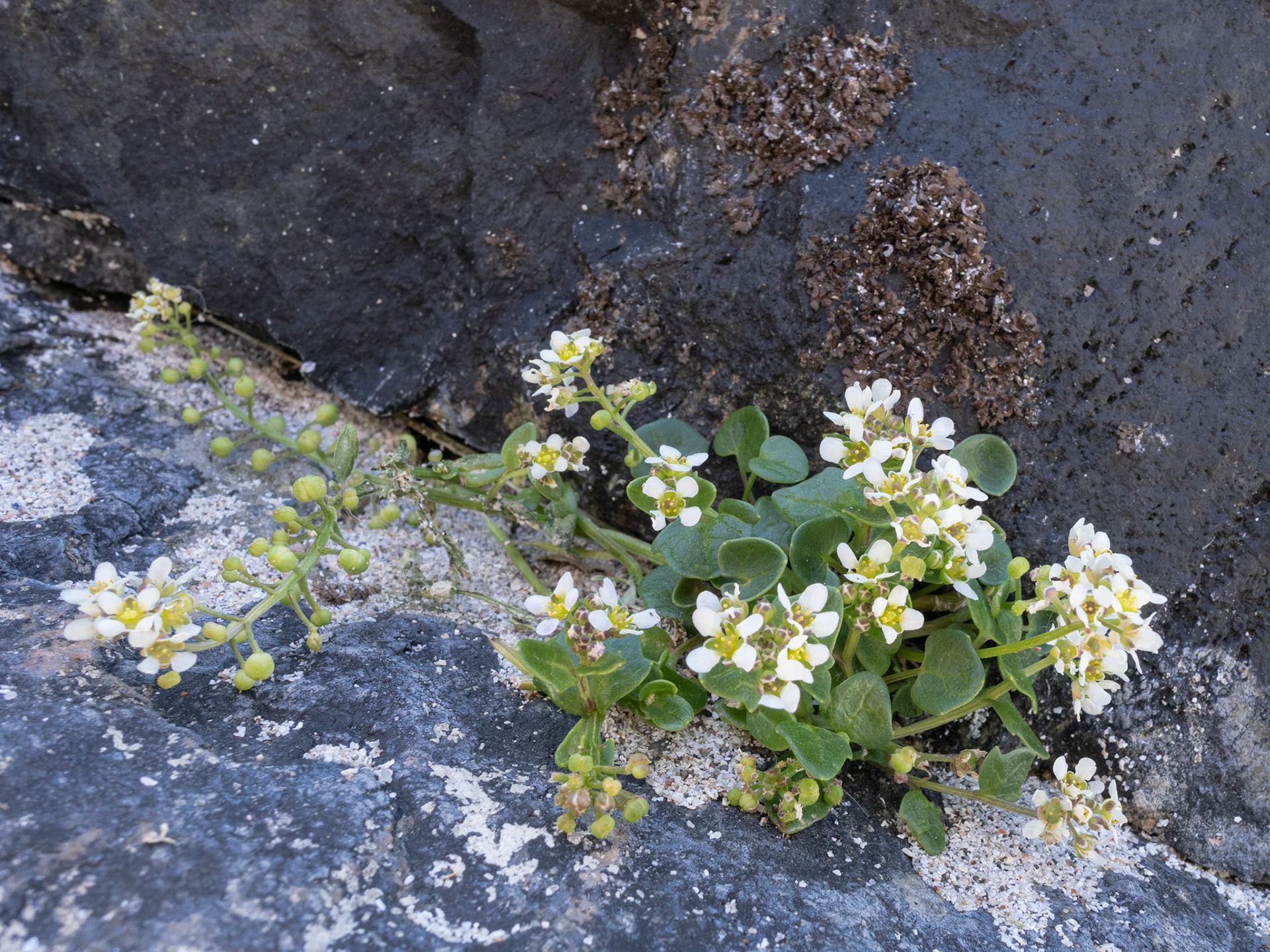 Scurvy grass - Cochlearia officinalis