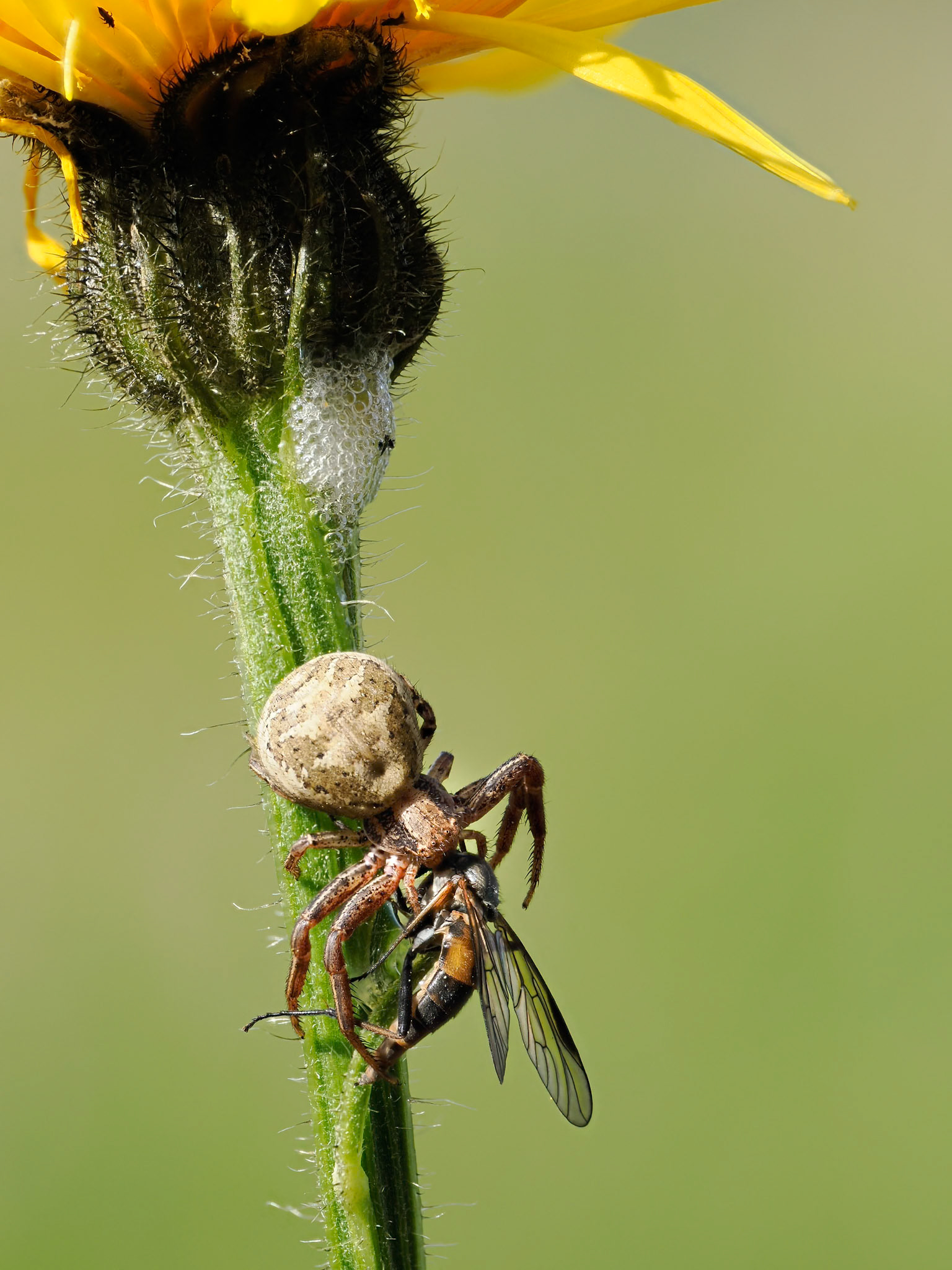 Crab Spider with prey
