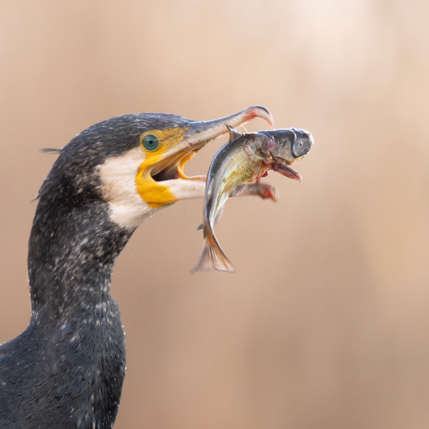 Common Cormorant with fish