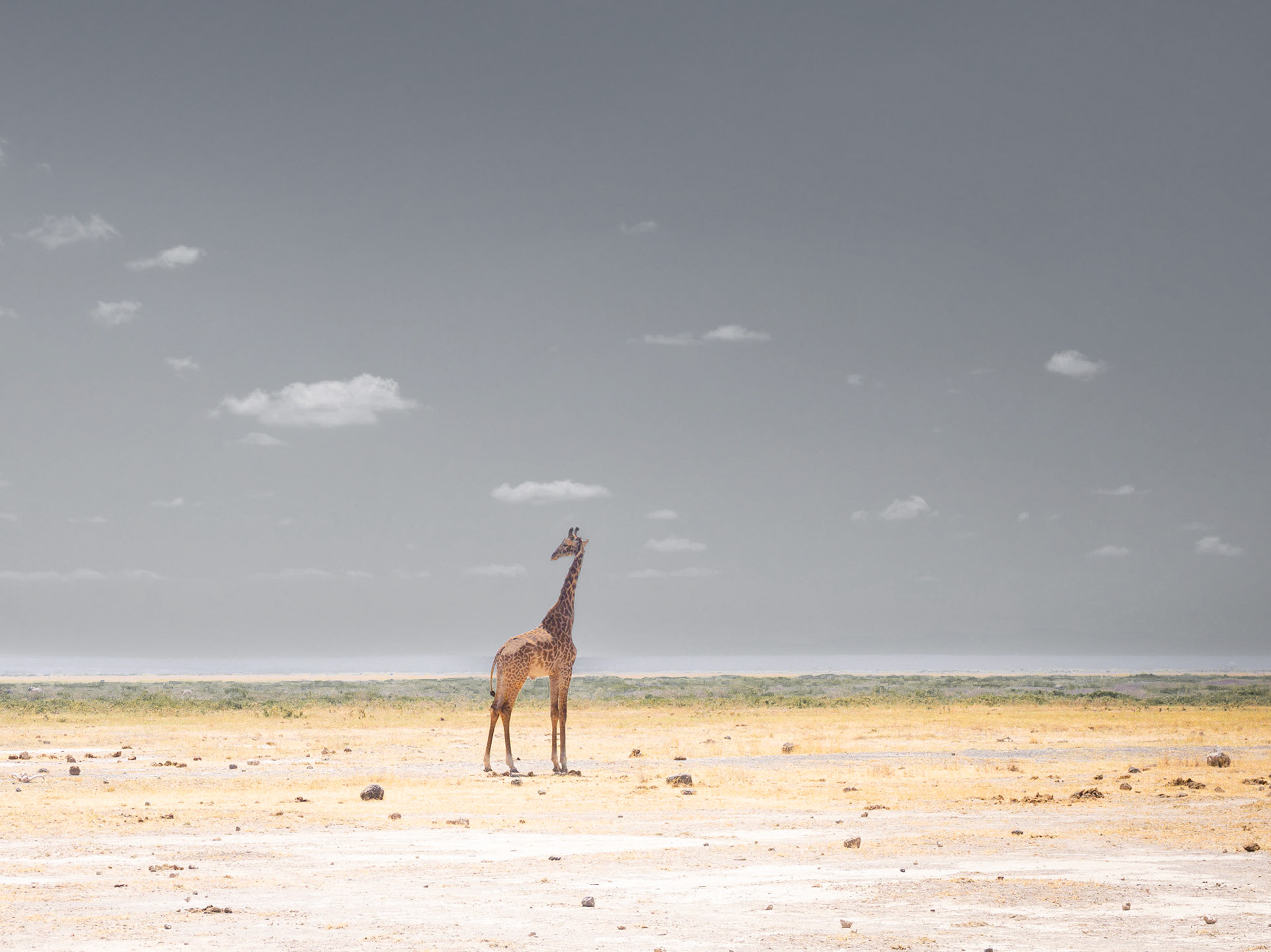 Maasai Giraffe in Amboselli