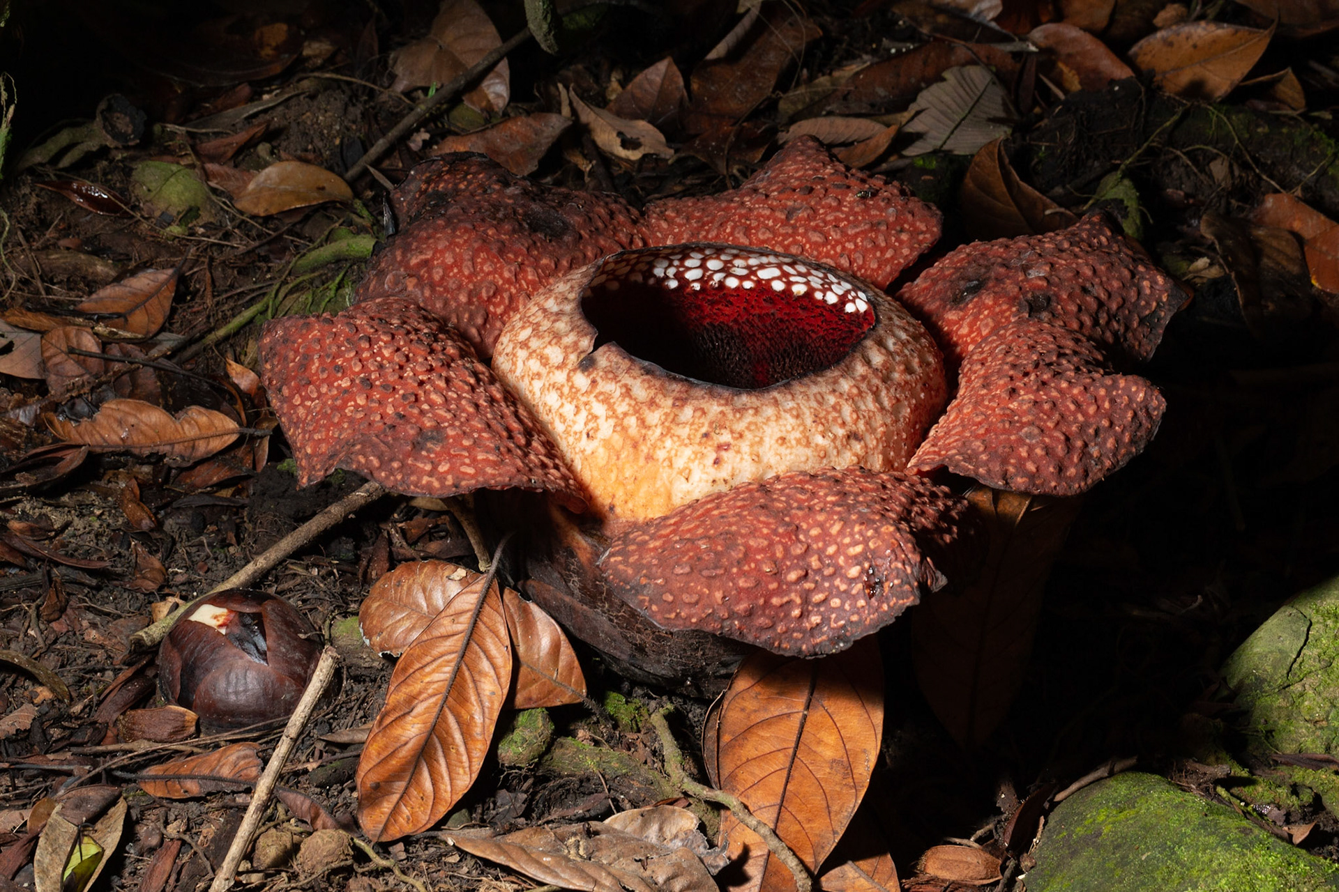 Rafflesia tuan-mudae