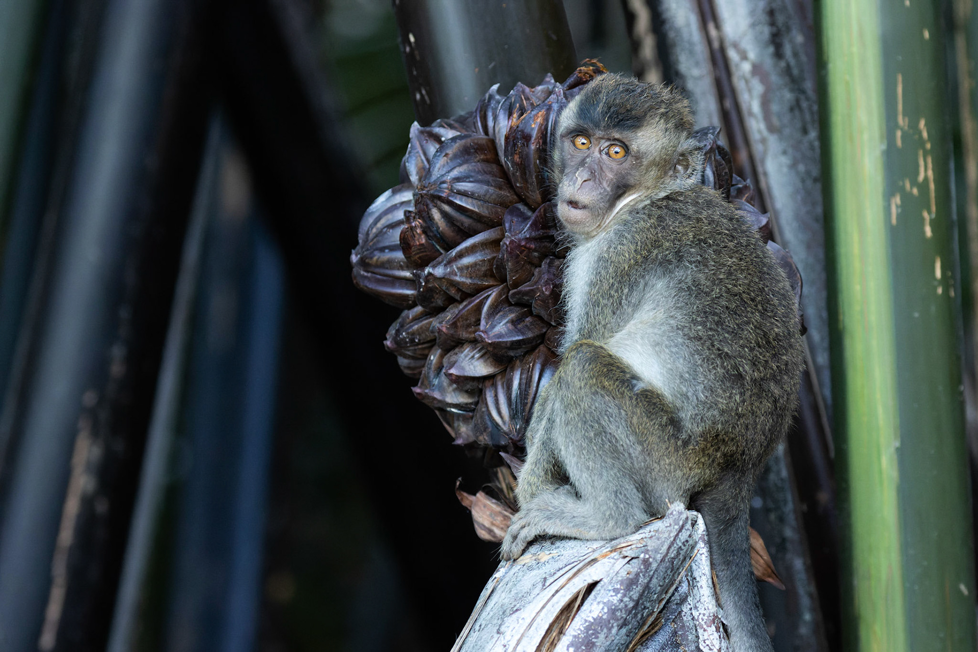Long Tailed Macaque with nuts of Nyra fruticans)