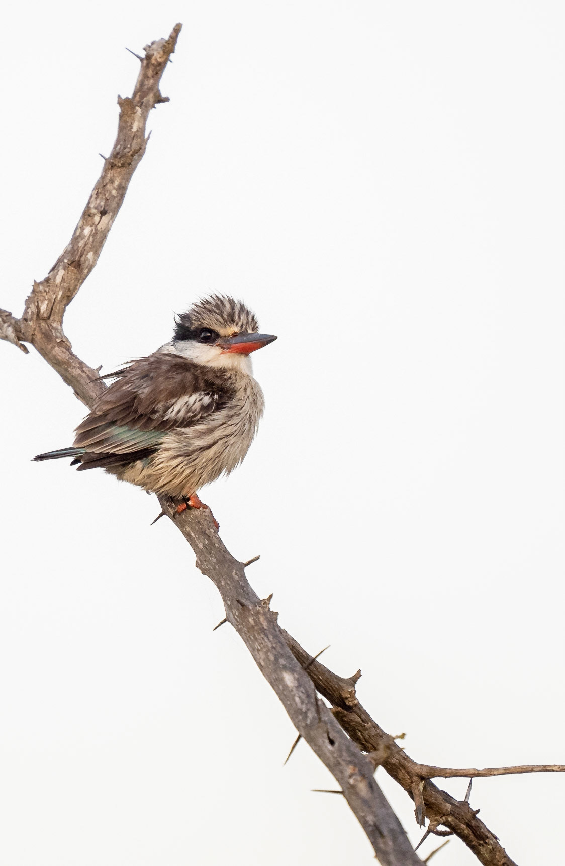 Striped Kingfisher