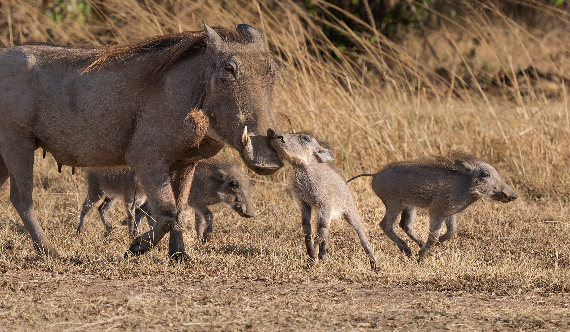 Warthog family