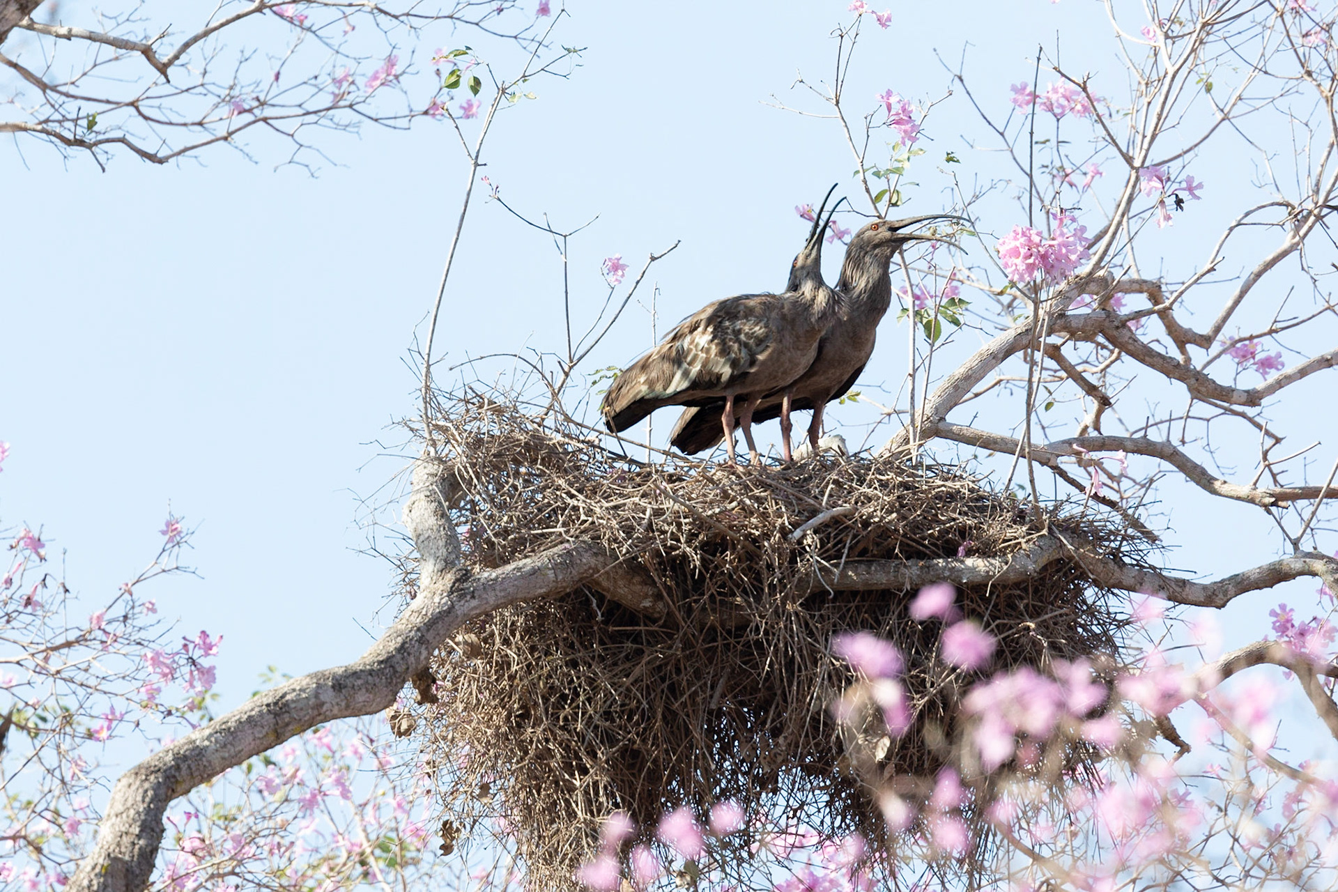 Plumbeous Ibis on nest in Ipe tree