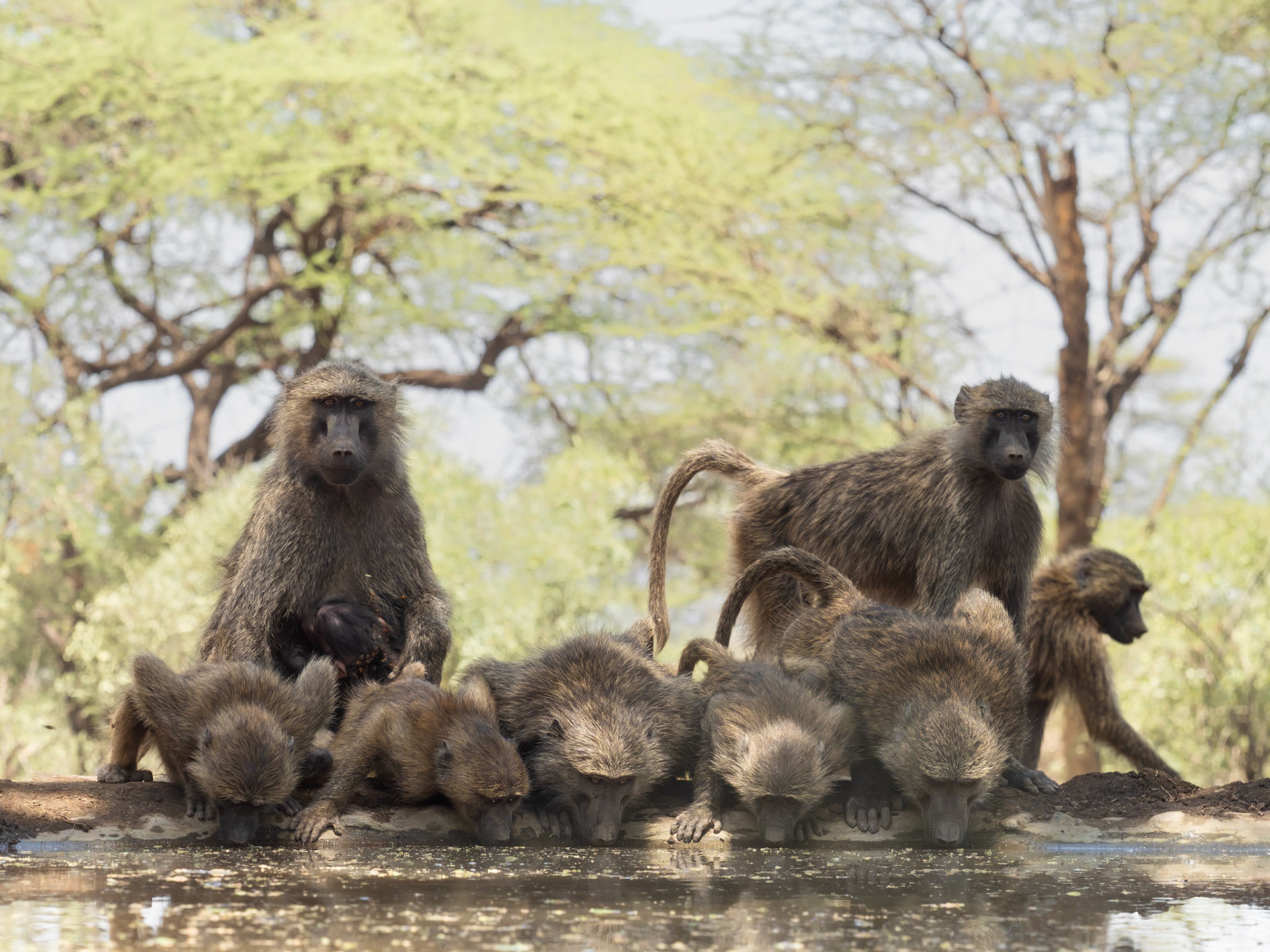 Baboons