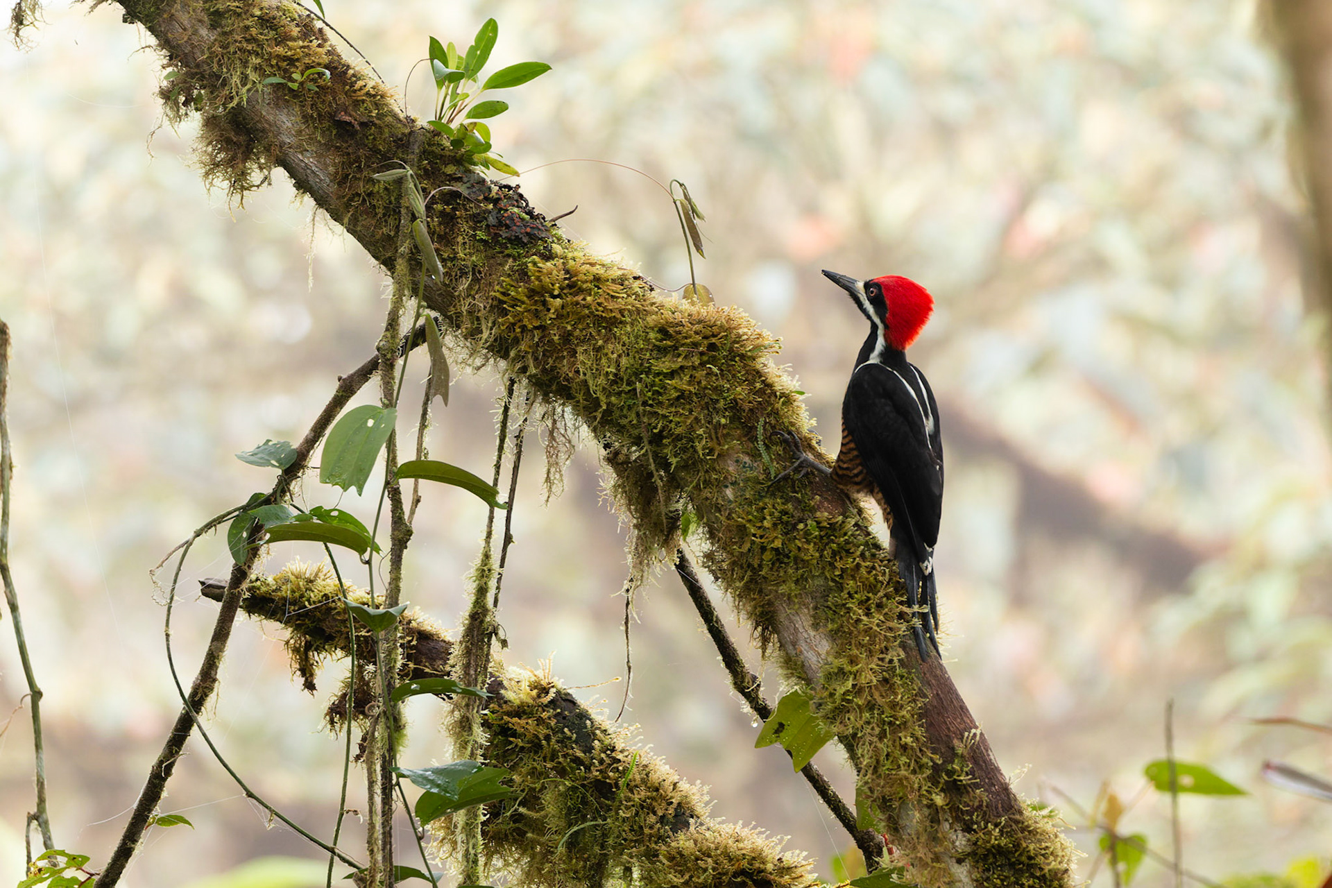 Lineated Woodpecker