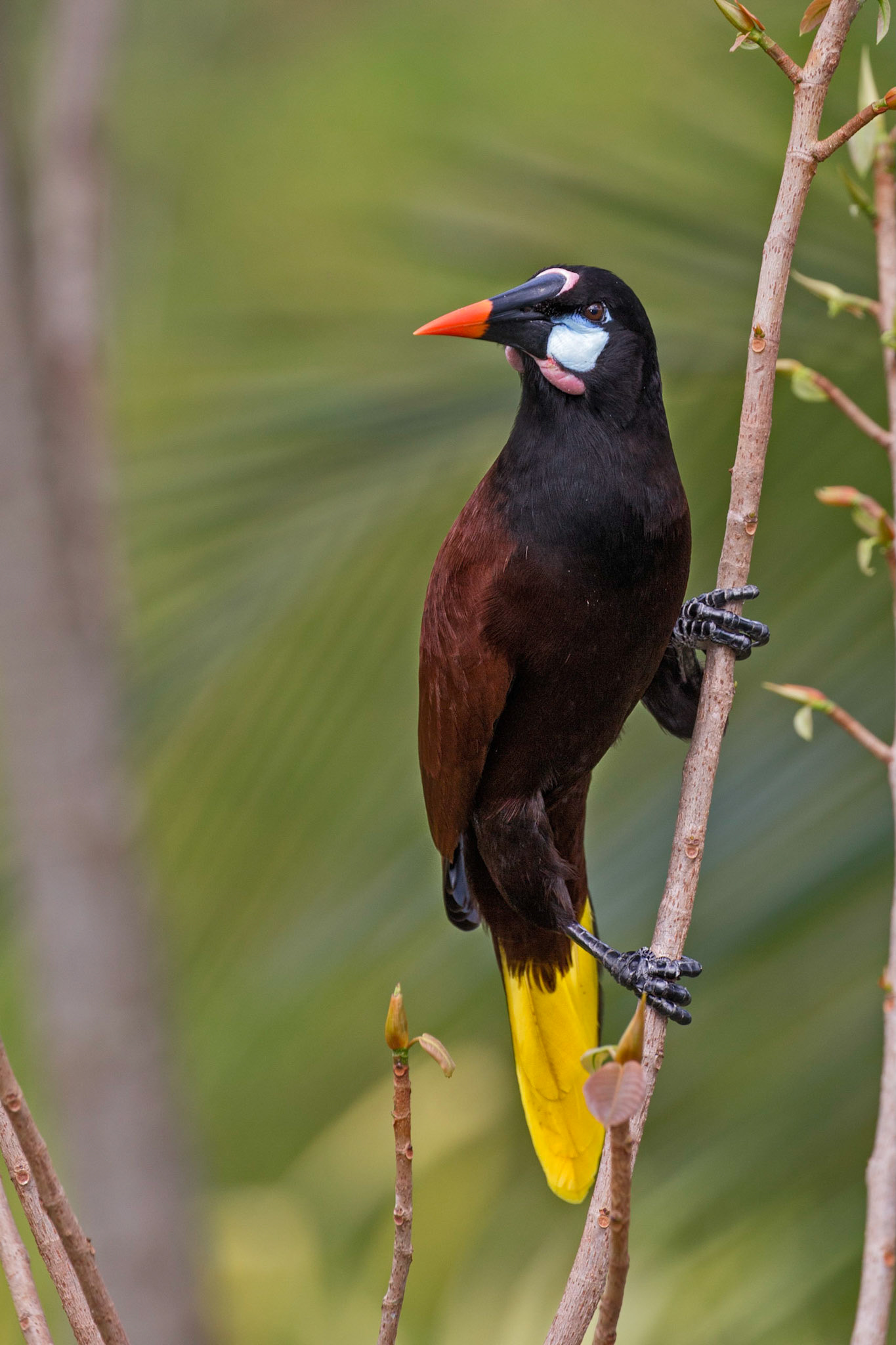 Montezuma Oropendola