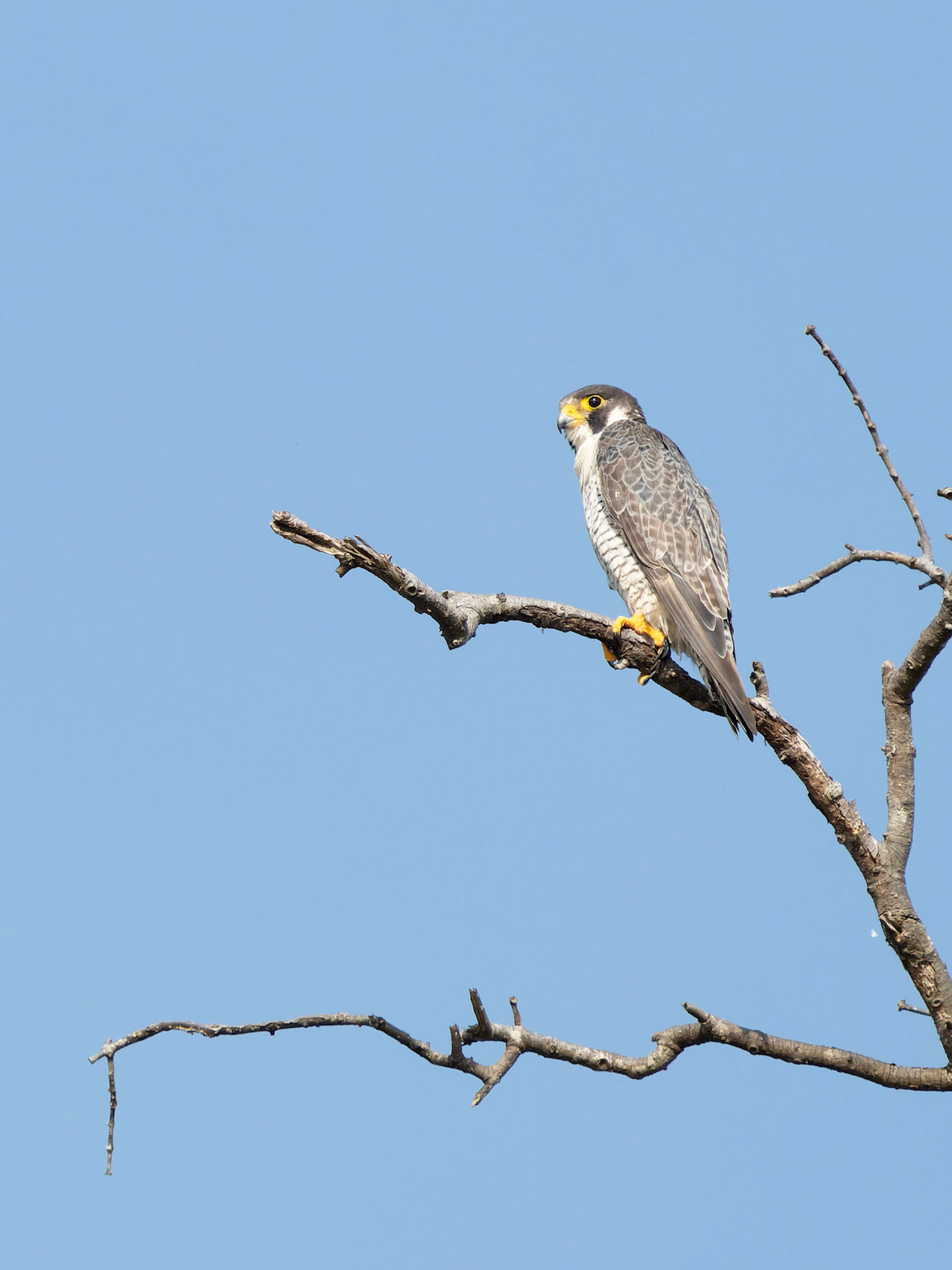 Peregrine Falcon