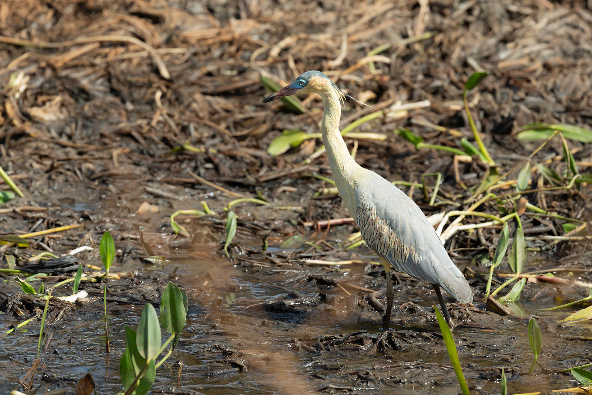 Whistling Heron (Syrigma sibilatrix)