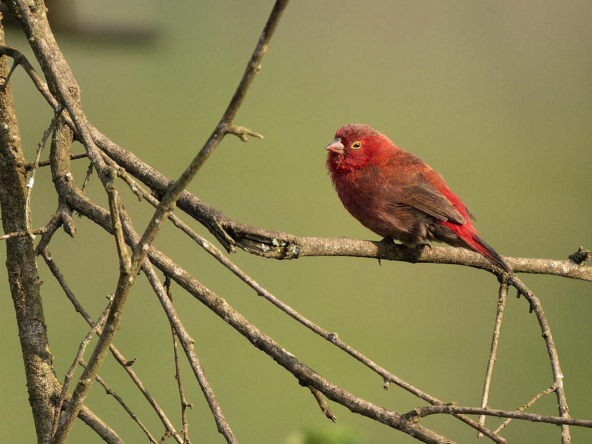 Red-billed Firefinch