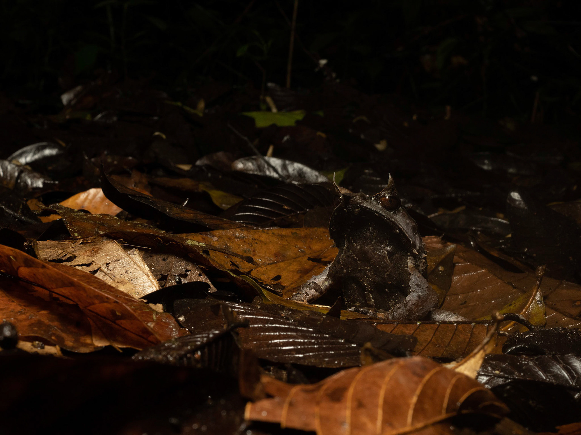 Bornean Horned Frog