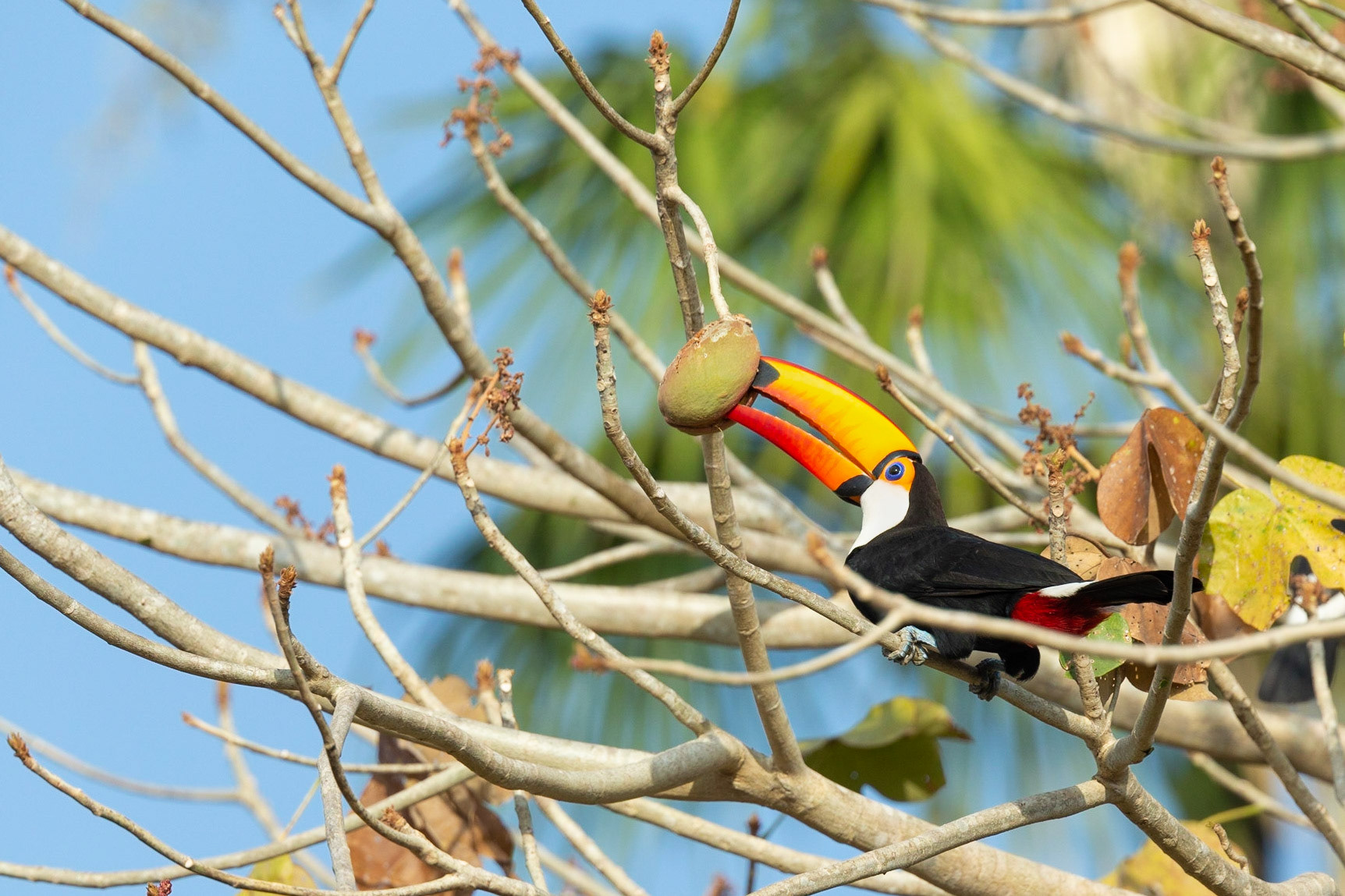 Toco Toucan feeding
