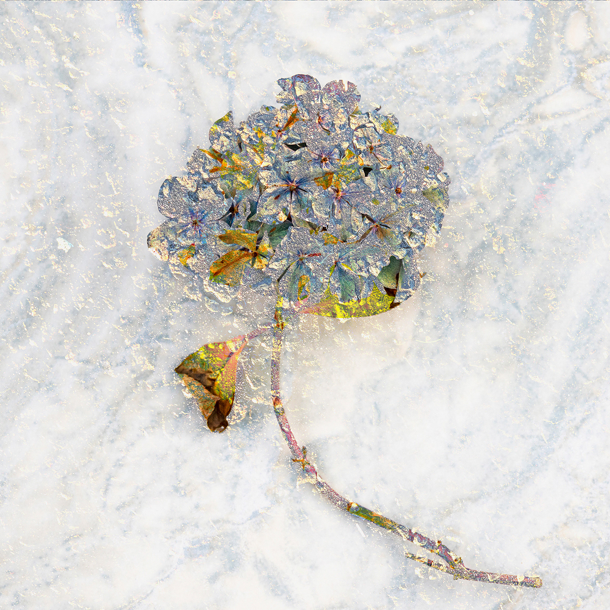 Hydrangea