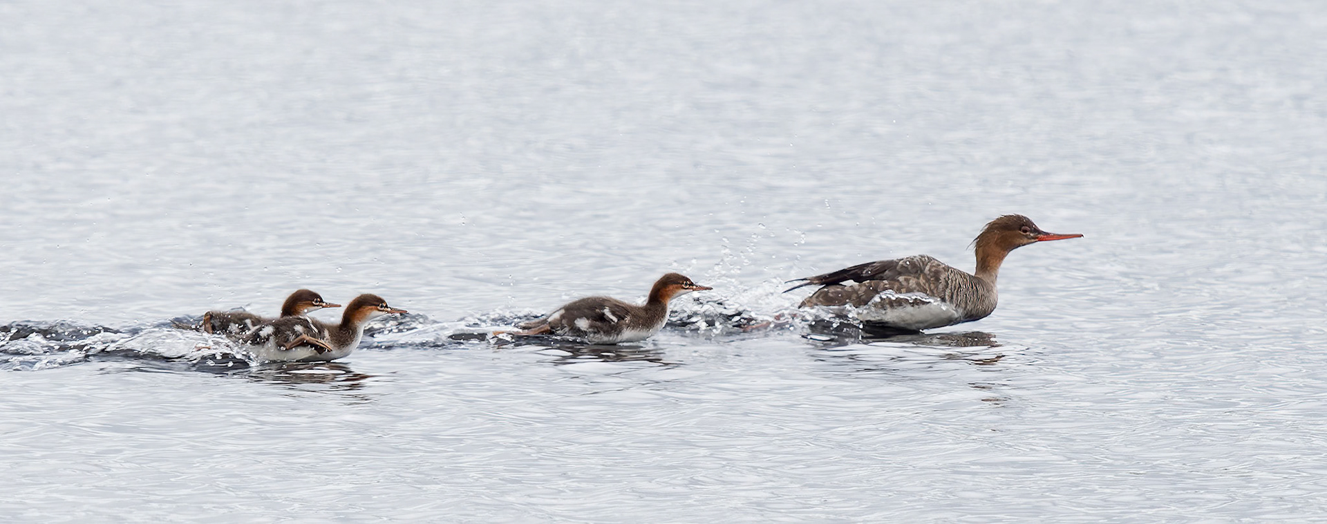 Gooseander with young in a hurry