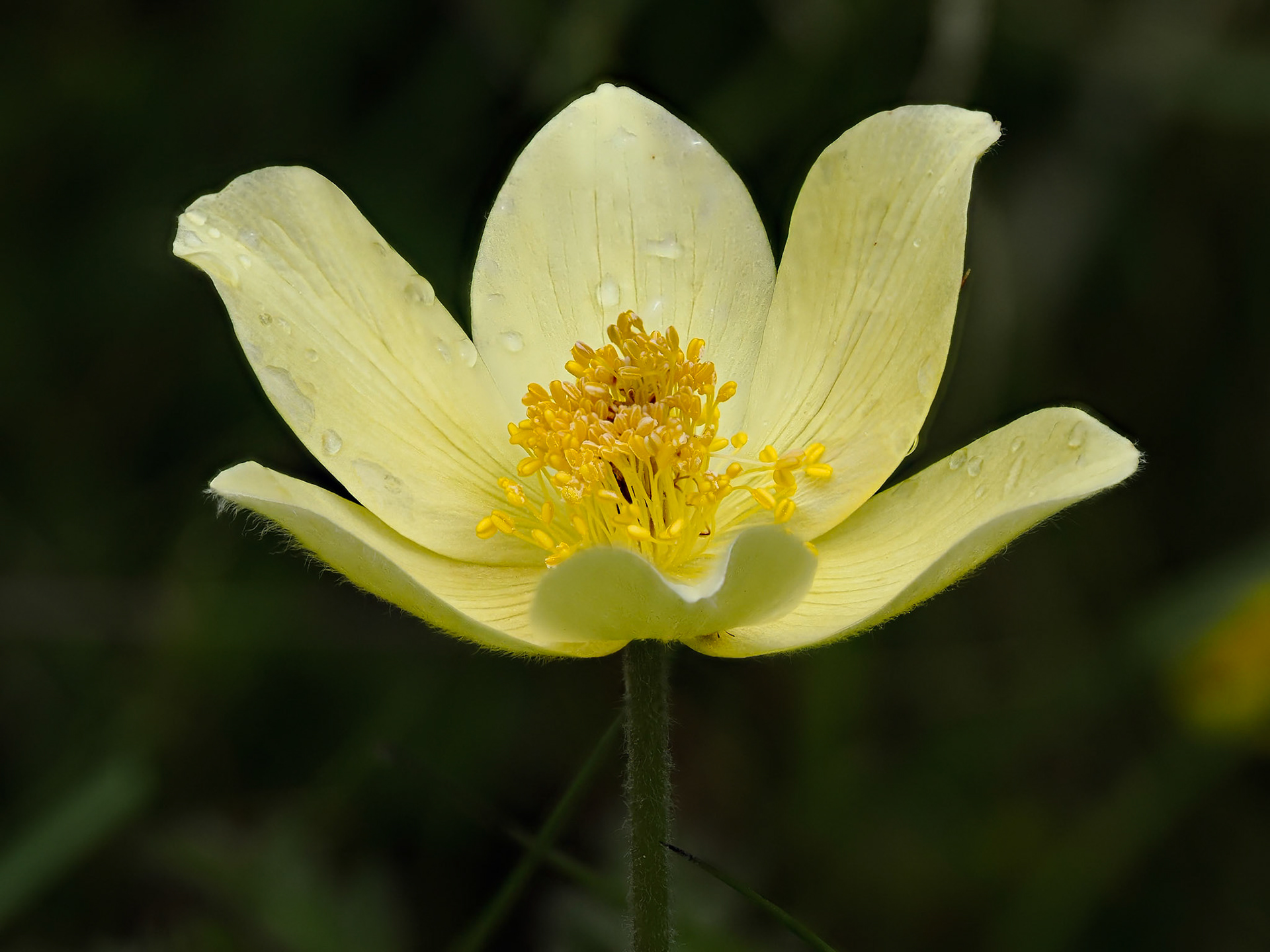 Sulphur Pasque Flower