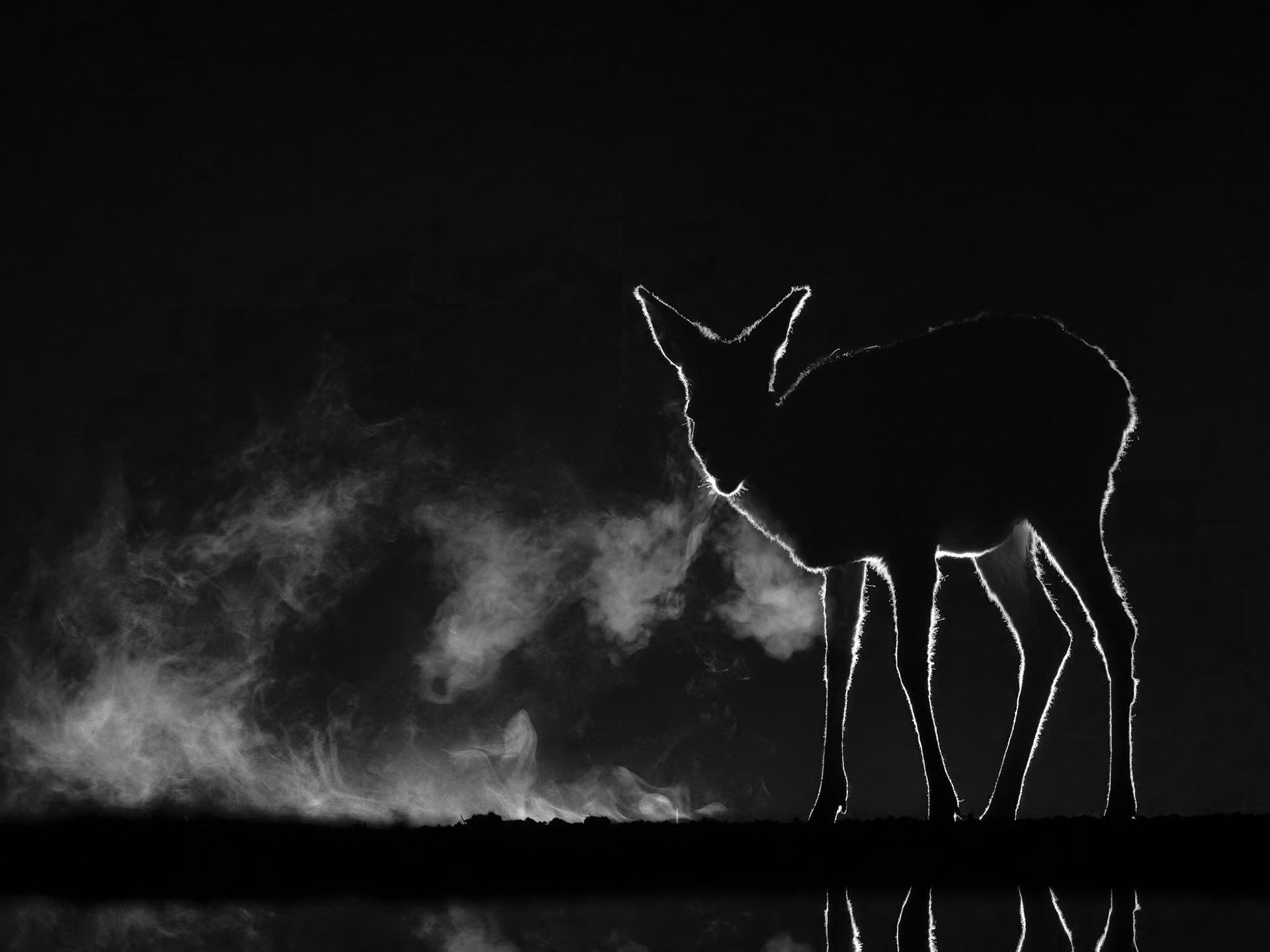 Breath of Roe Deer on a cold night