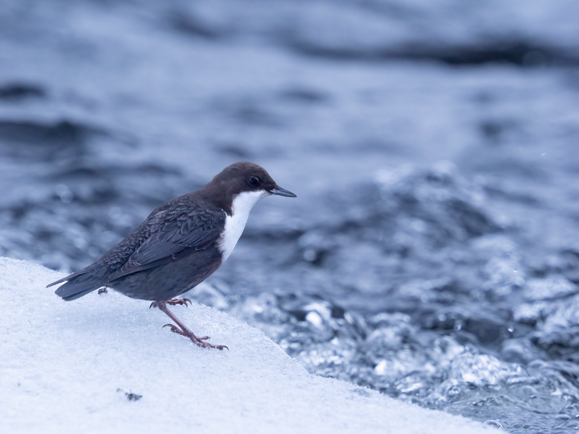 White Throated Dipper