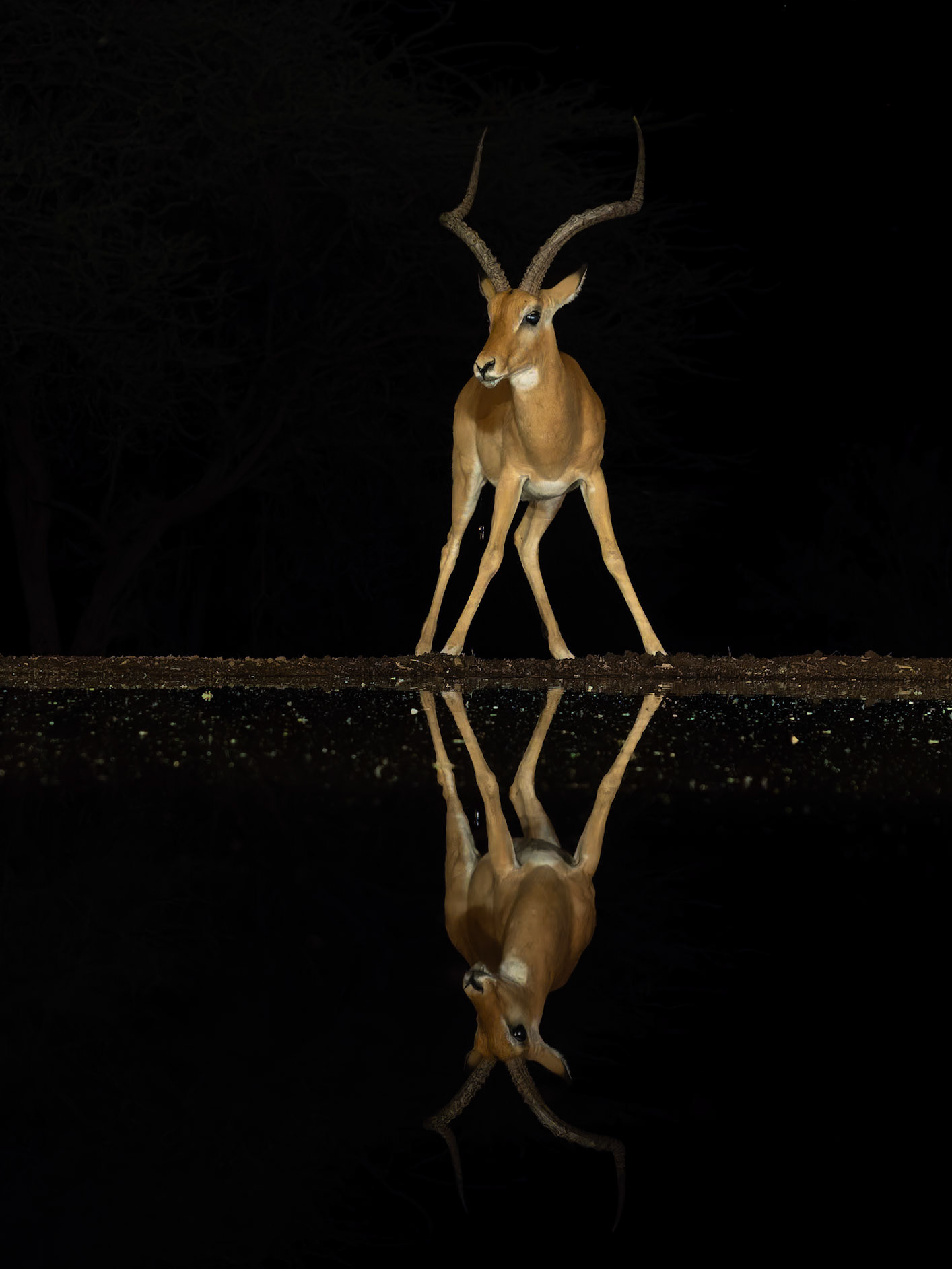 Male Impala