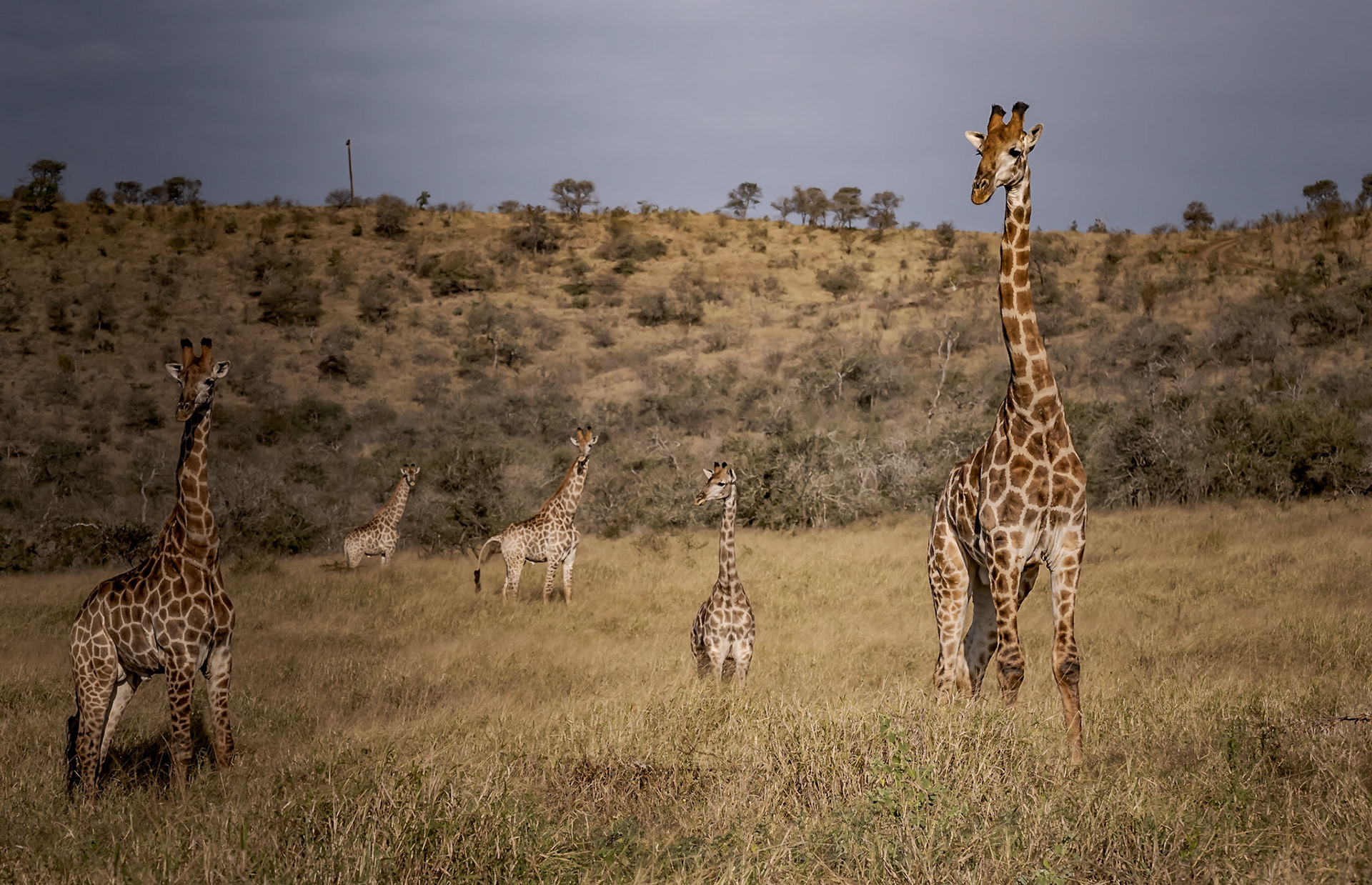 Southern Giraffes