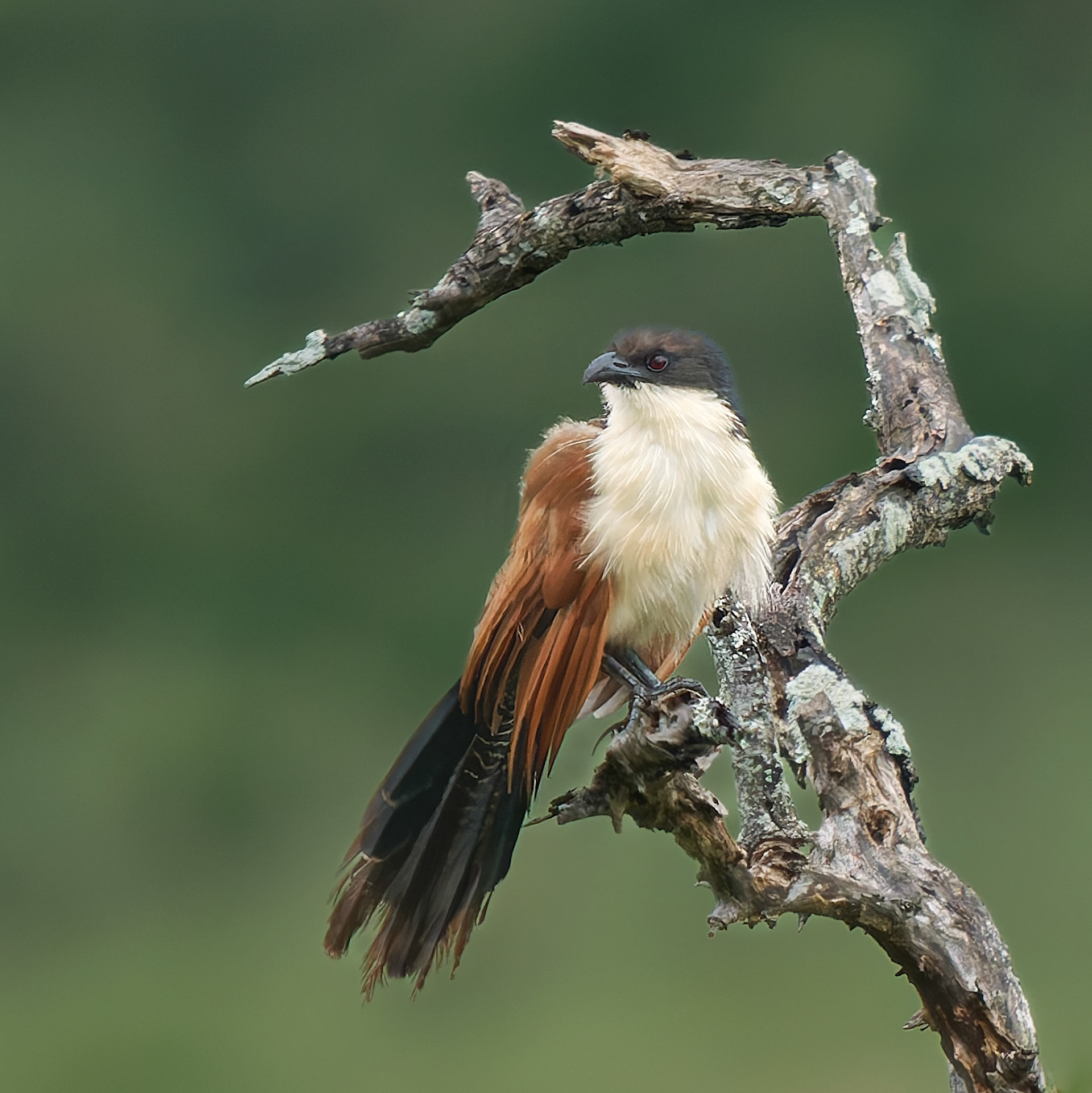 Bushnell's Coucal