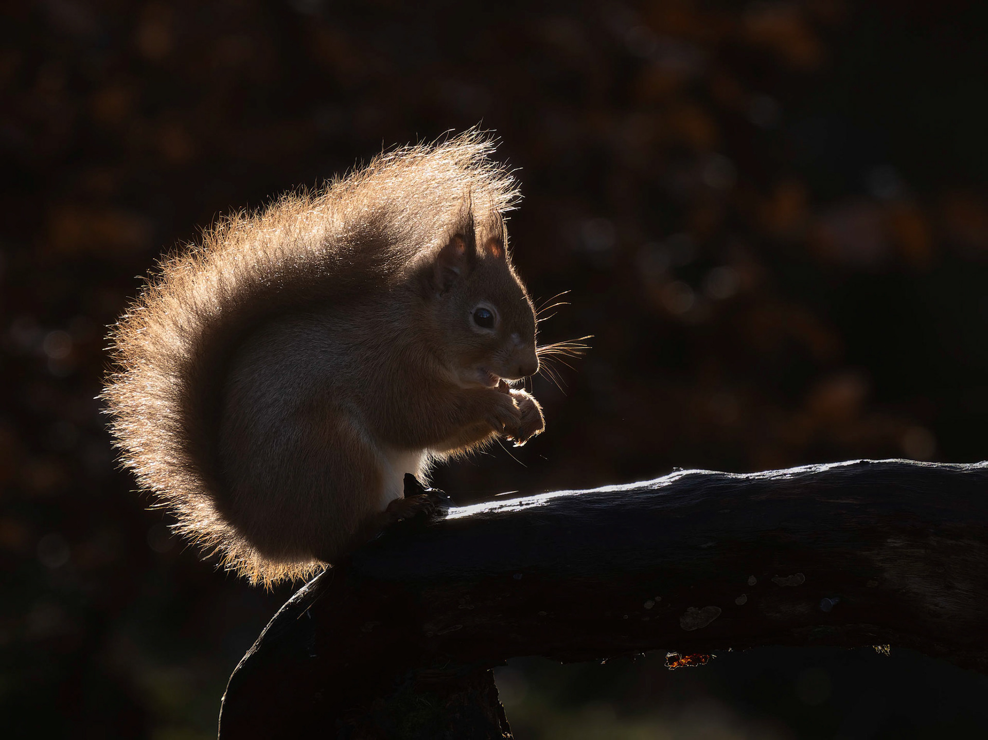 Squirrel backlit by the sun.