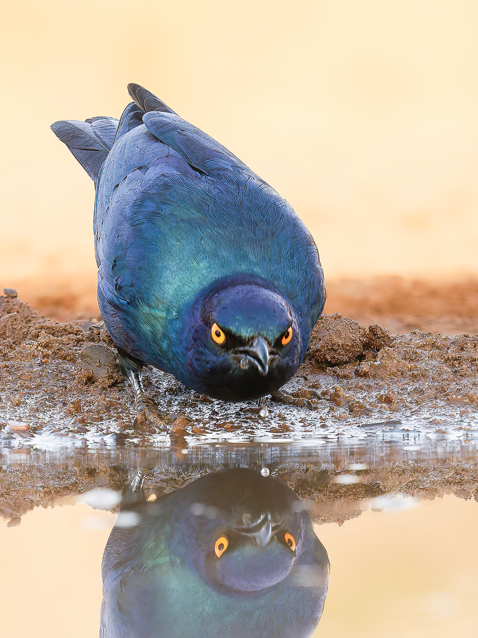 Cape Glossy Starling