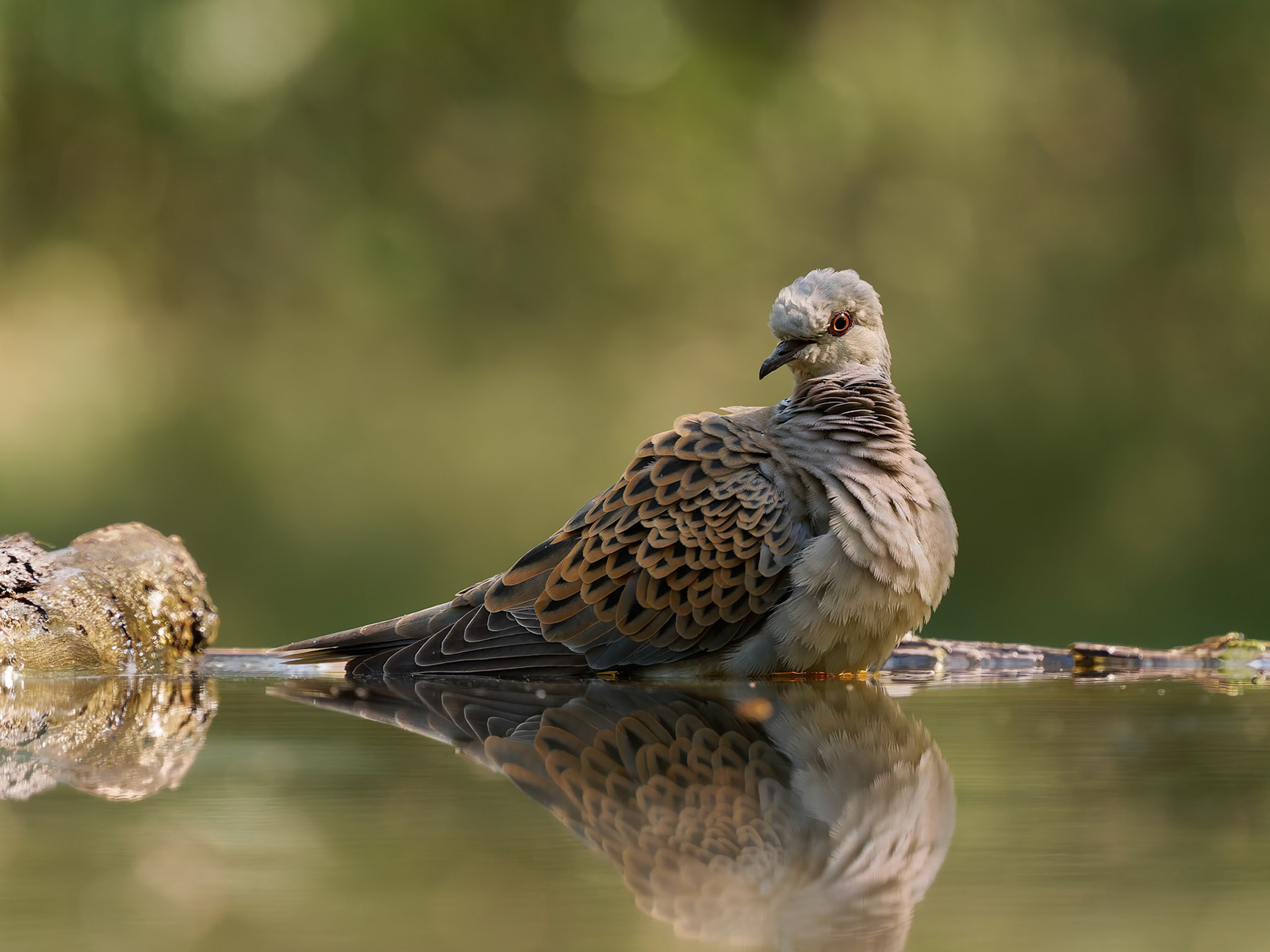 Turtle Dove after a bath
