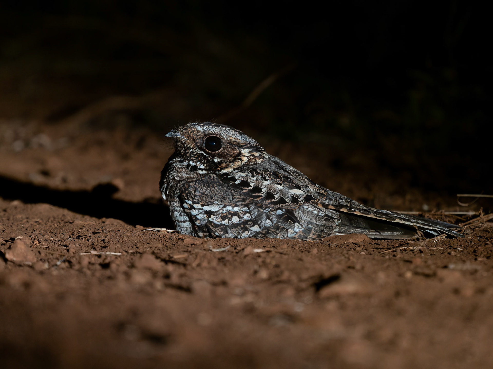 Fiery-necked Nightjar
