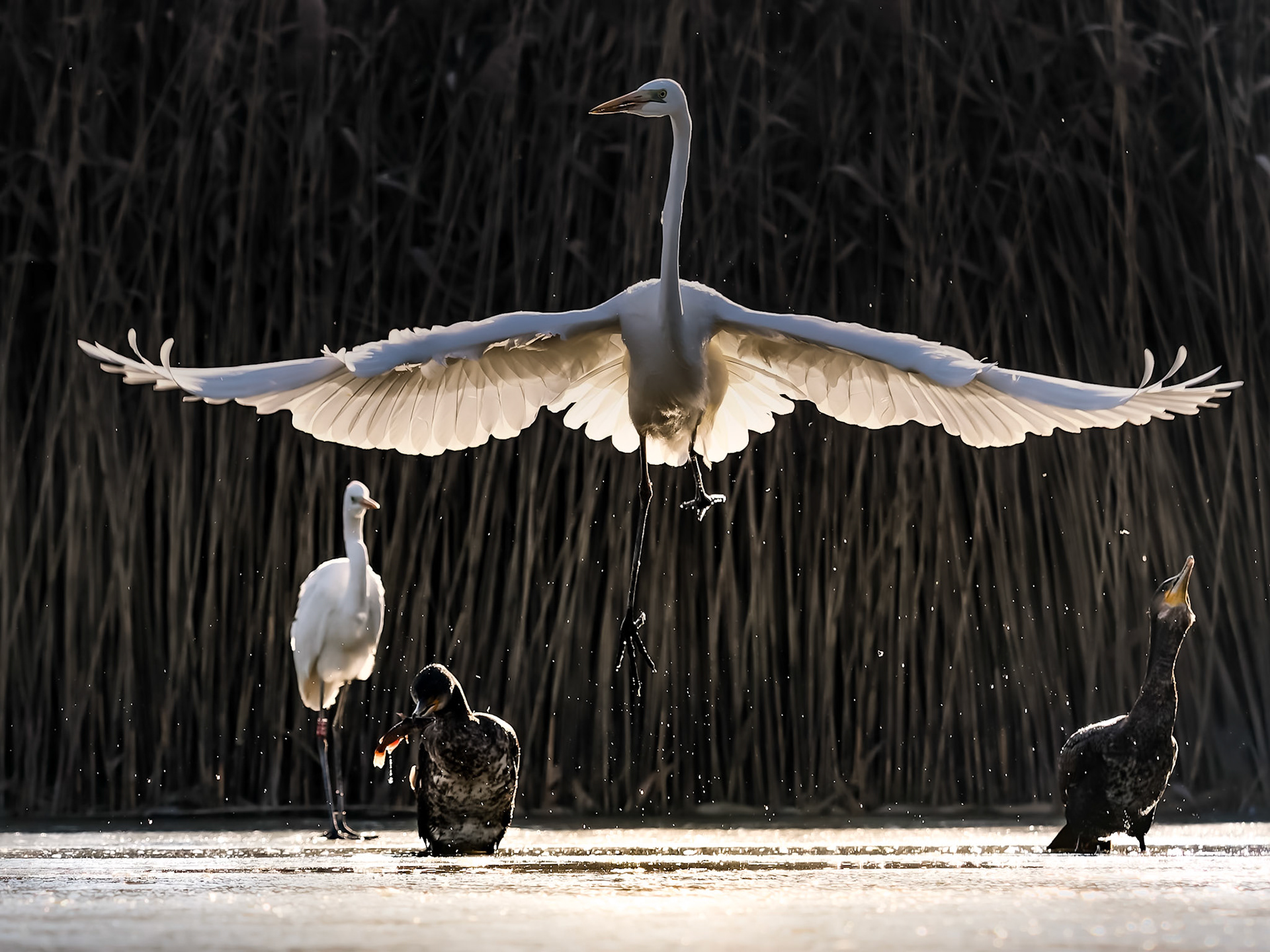 Great Egret