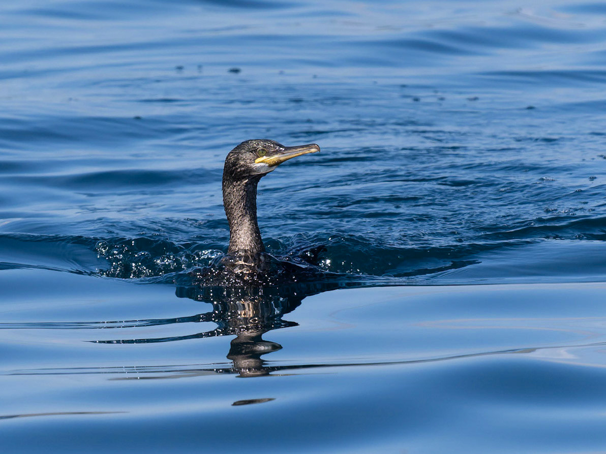 Cormorant