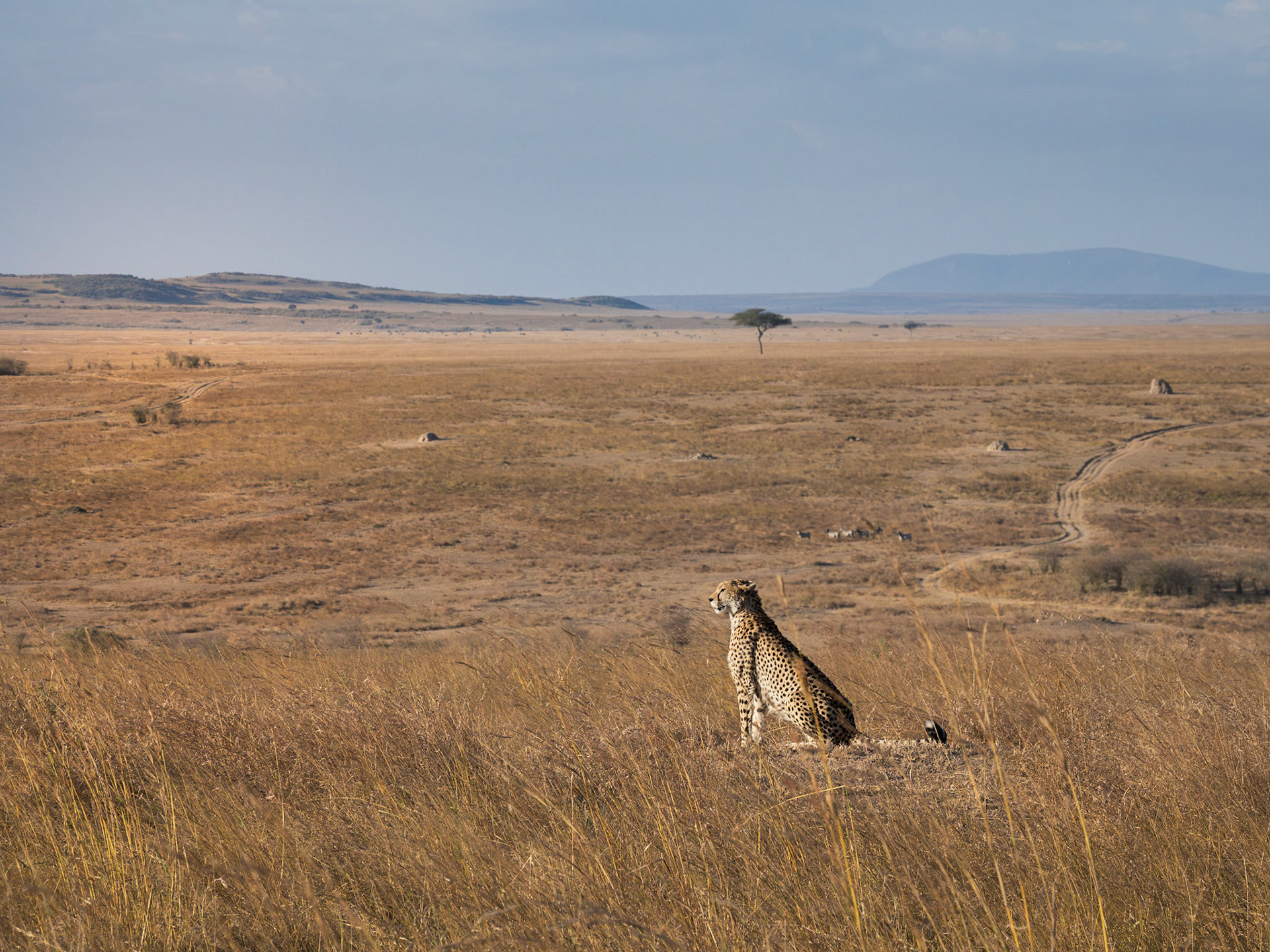 Cheetah surveying the area