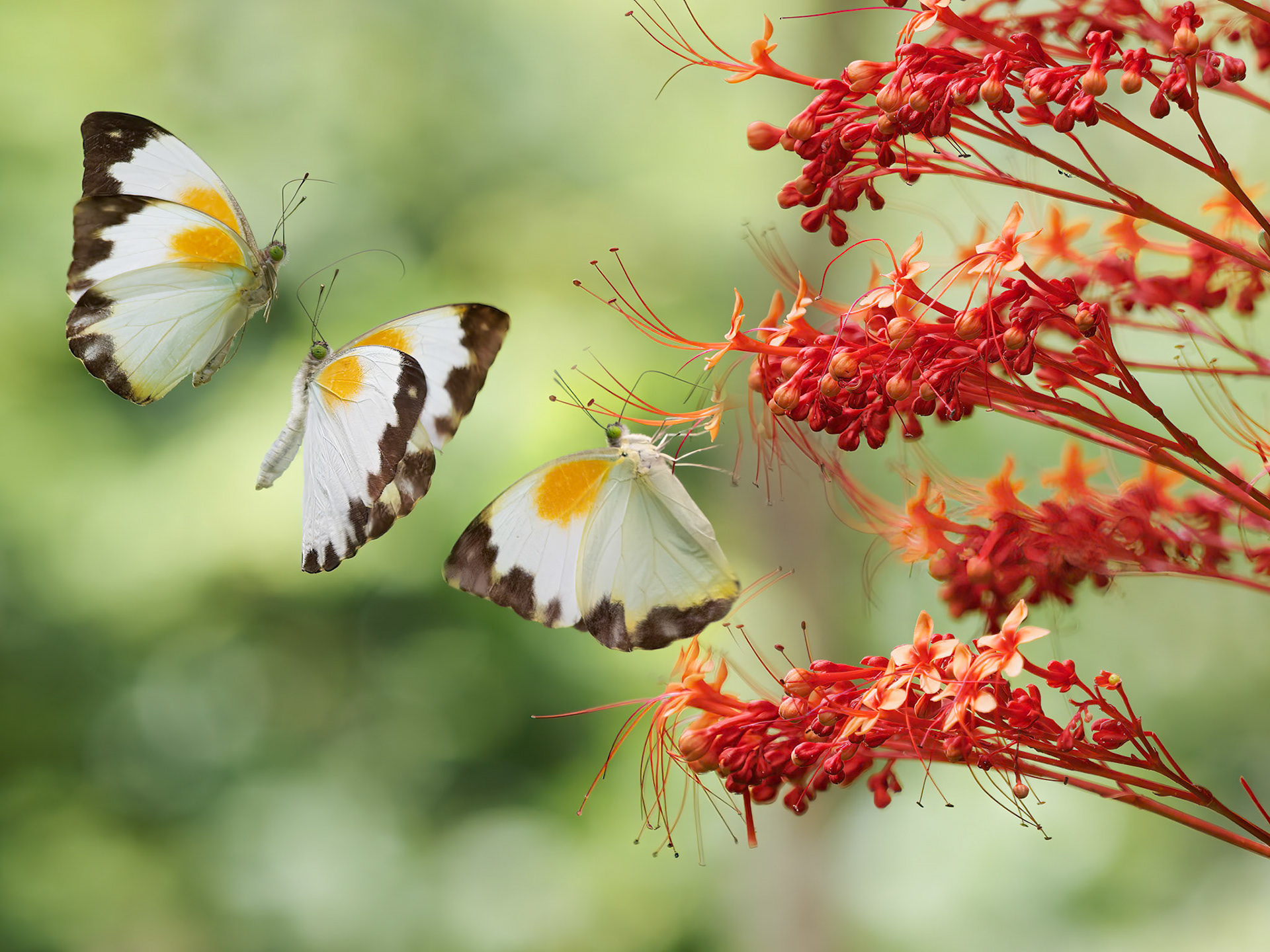 Flight Sequence of Large Vagrant Butterfly