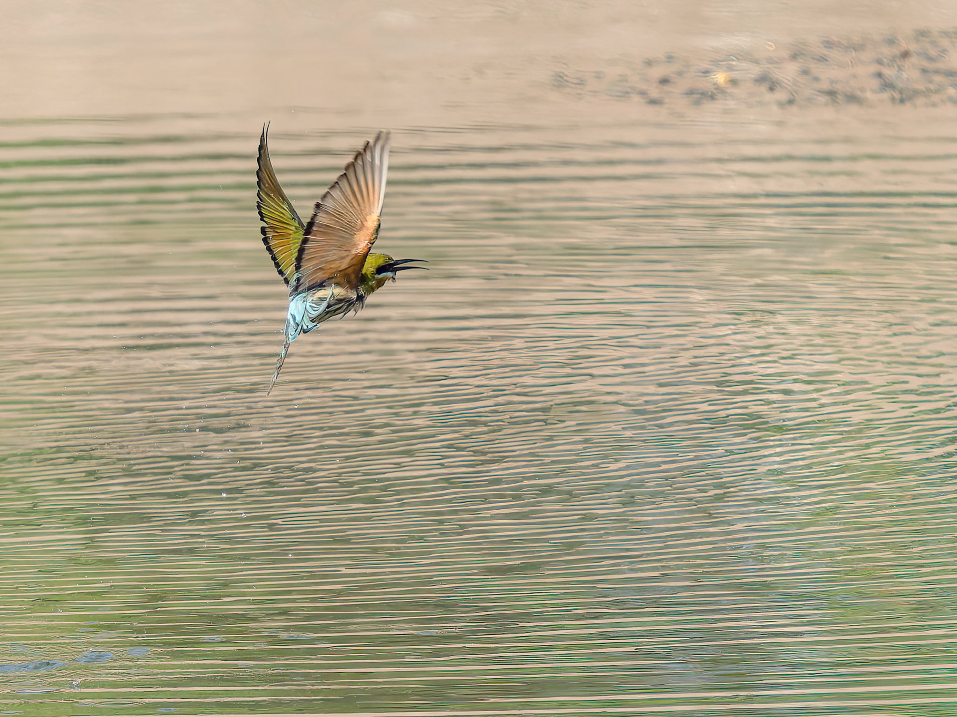 Bee-eater after leaving the water