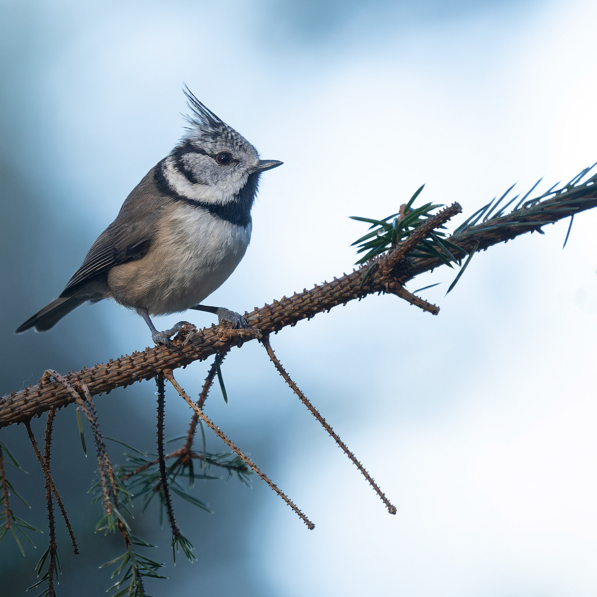 Crested Tit