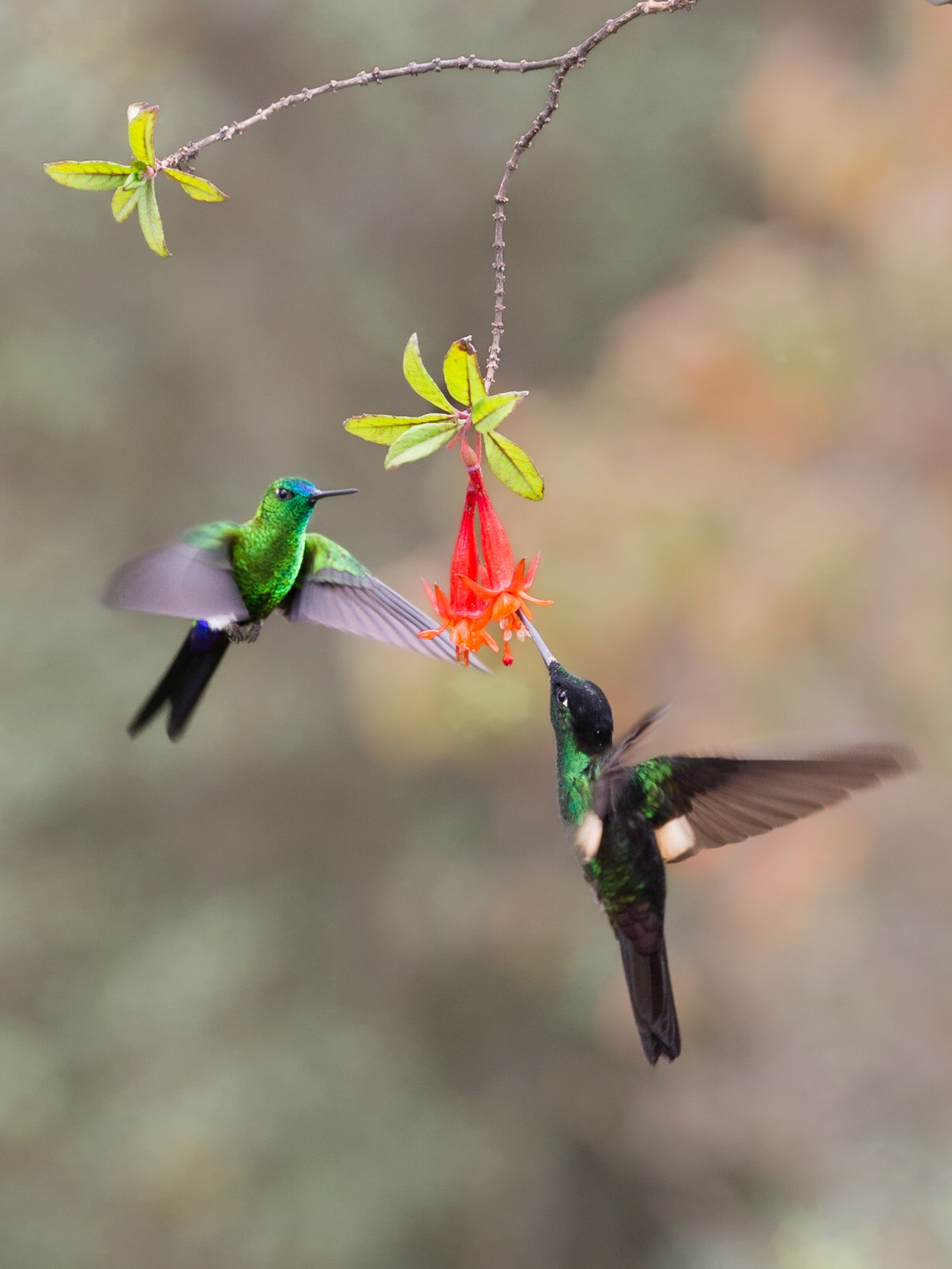 Hummingbirds