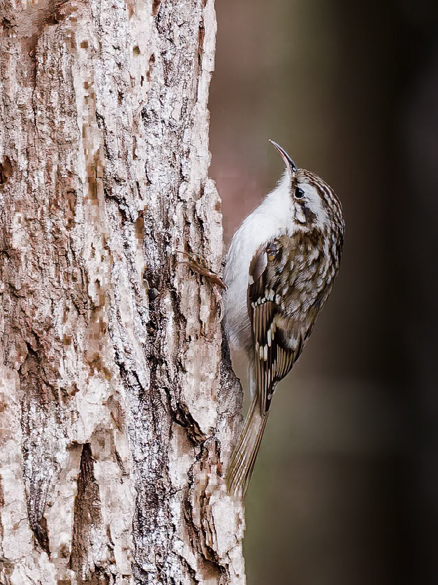 Tree Creeper